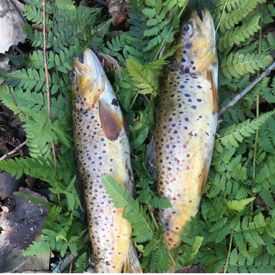 Фото Вилайоки АГРО