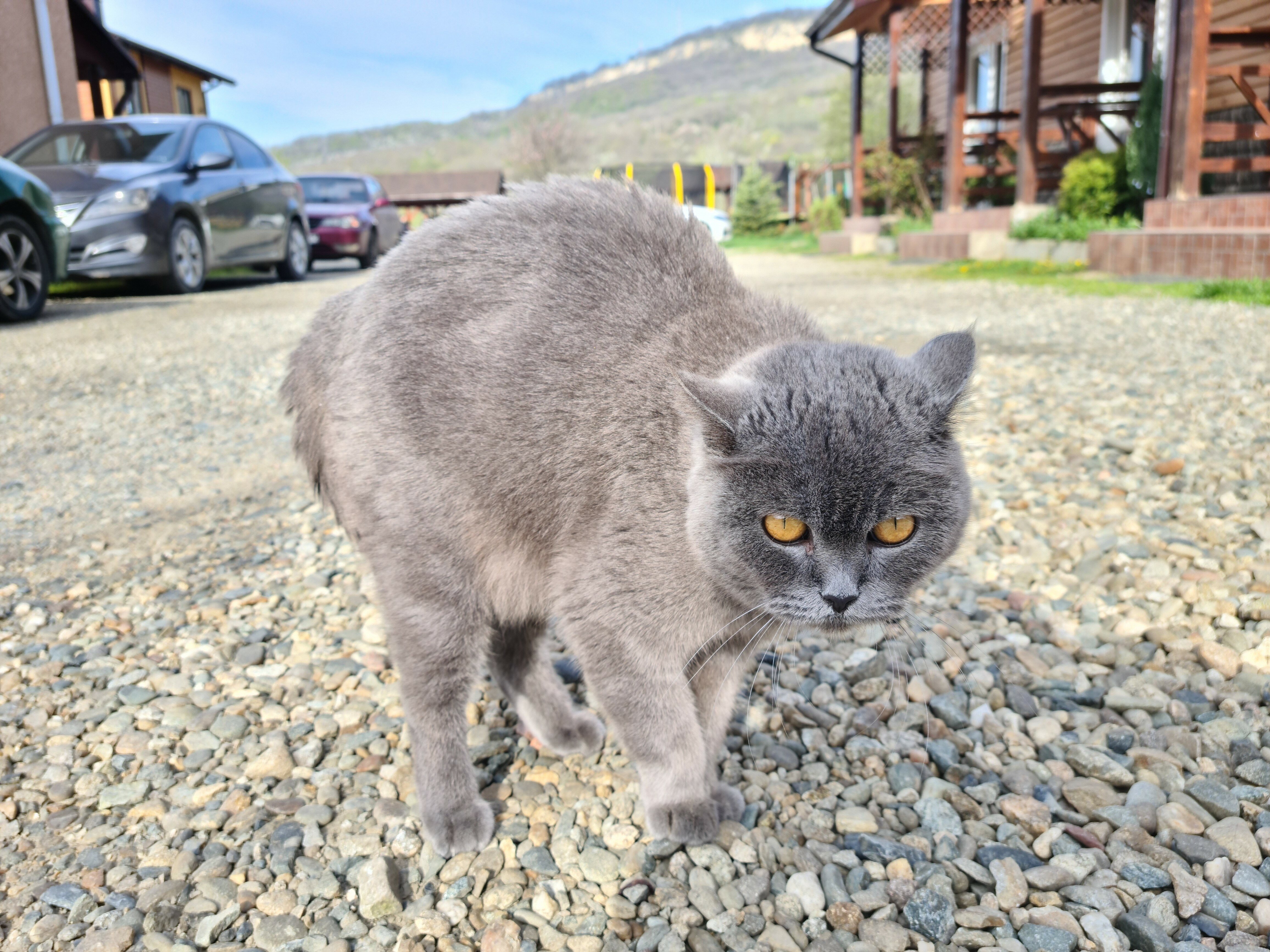 Фото Аммонит