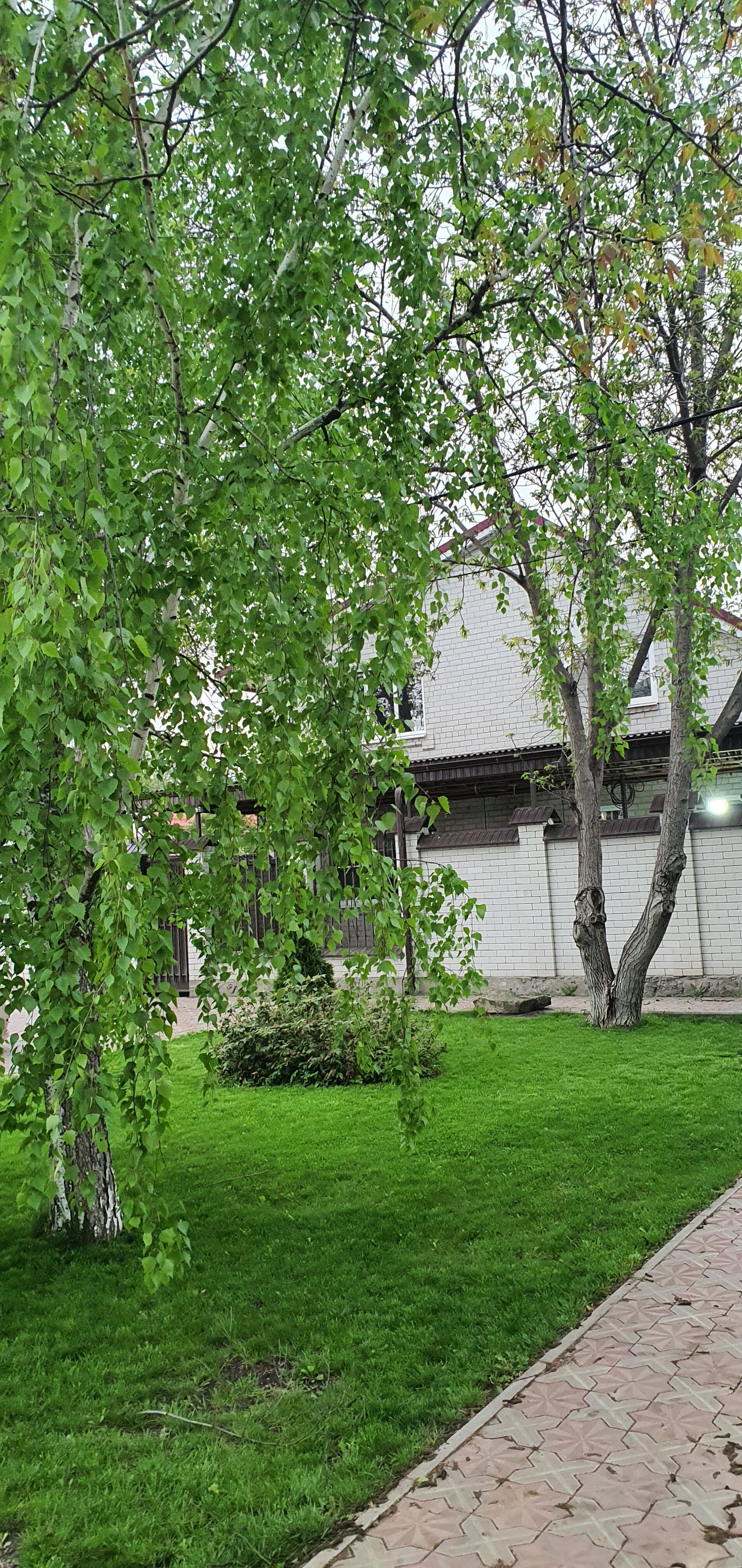 Фото Форест