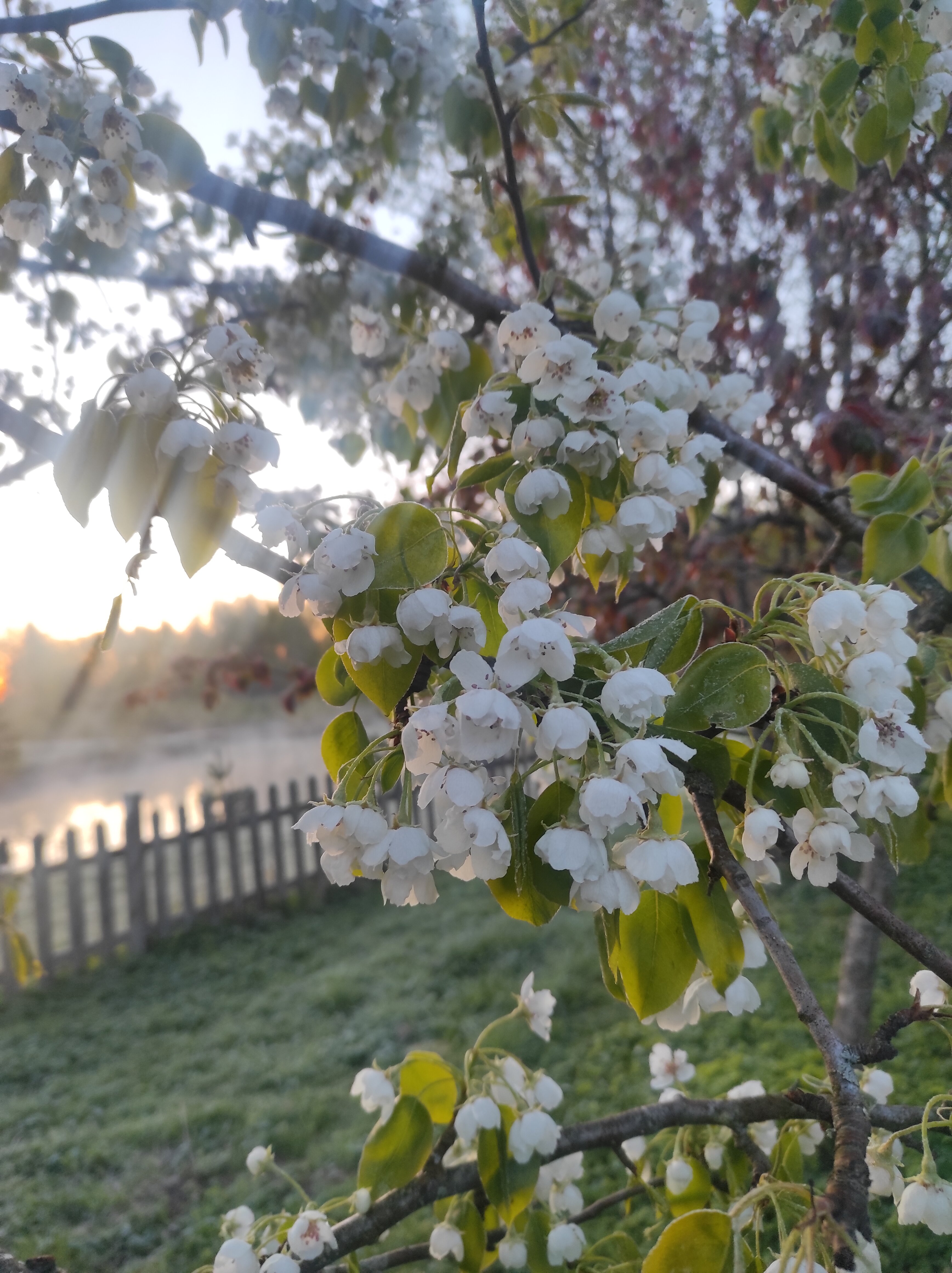 Фото У Лукоморья