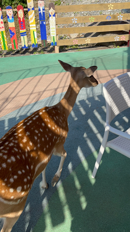 Фото Альпина парк