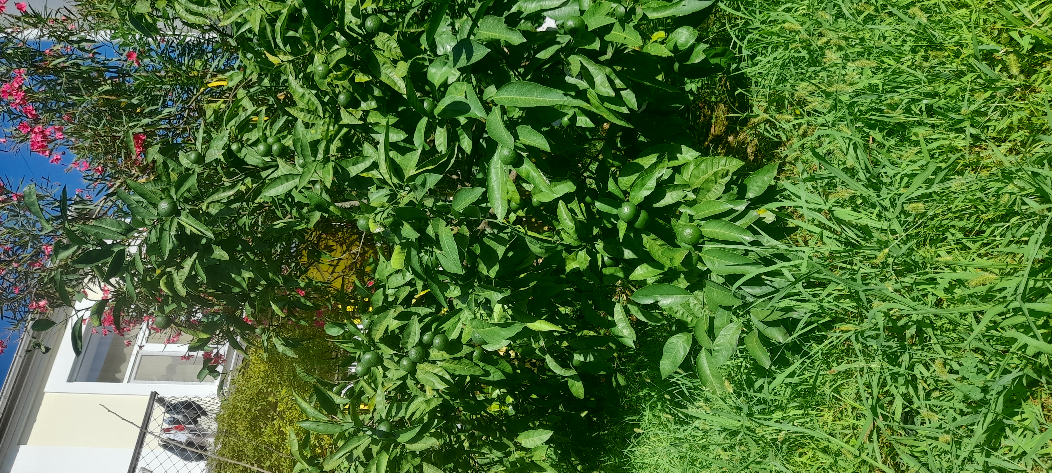 Фото Бестужеский дворик