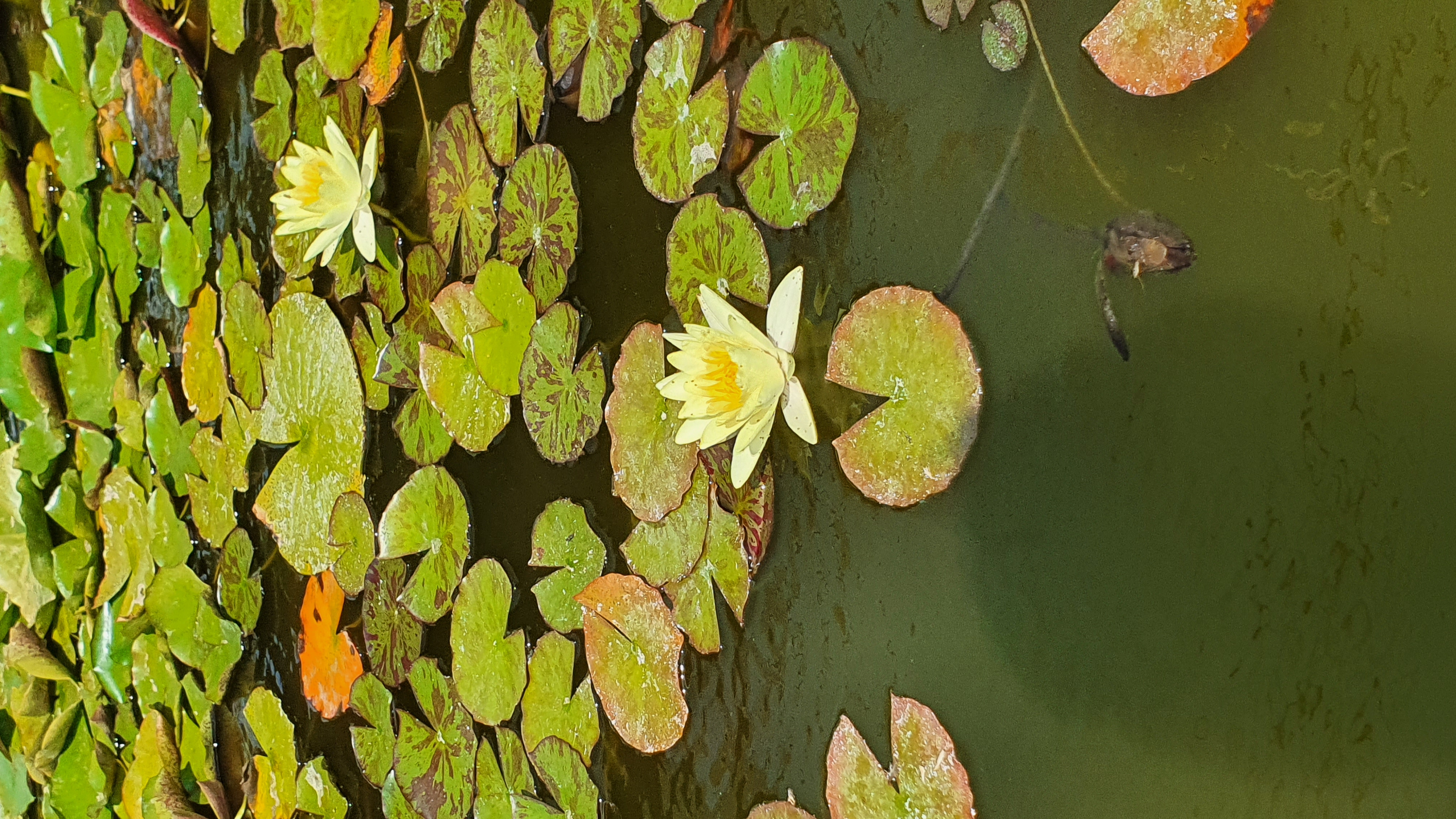 Фото Легенда