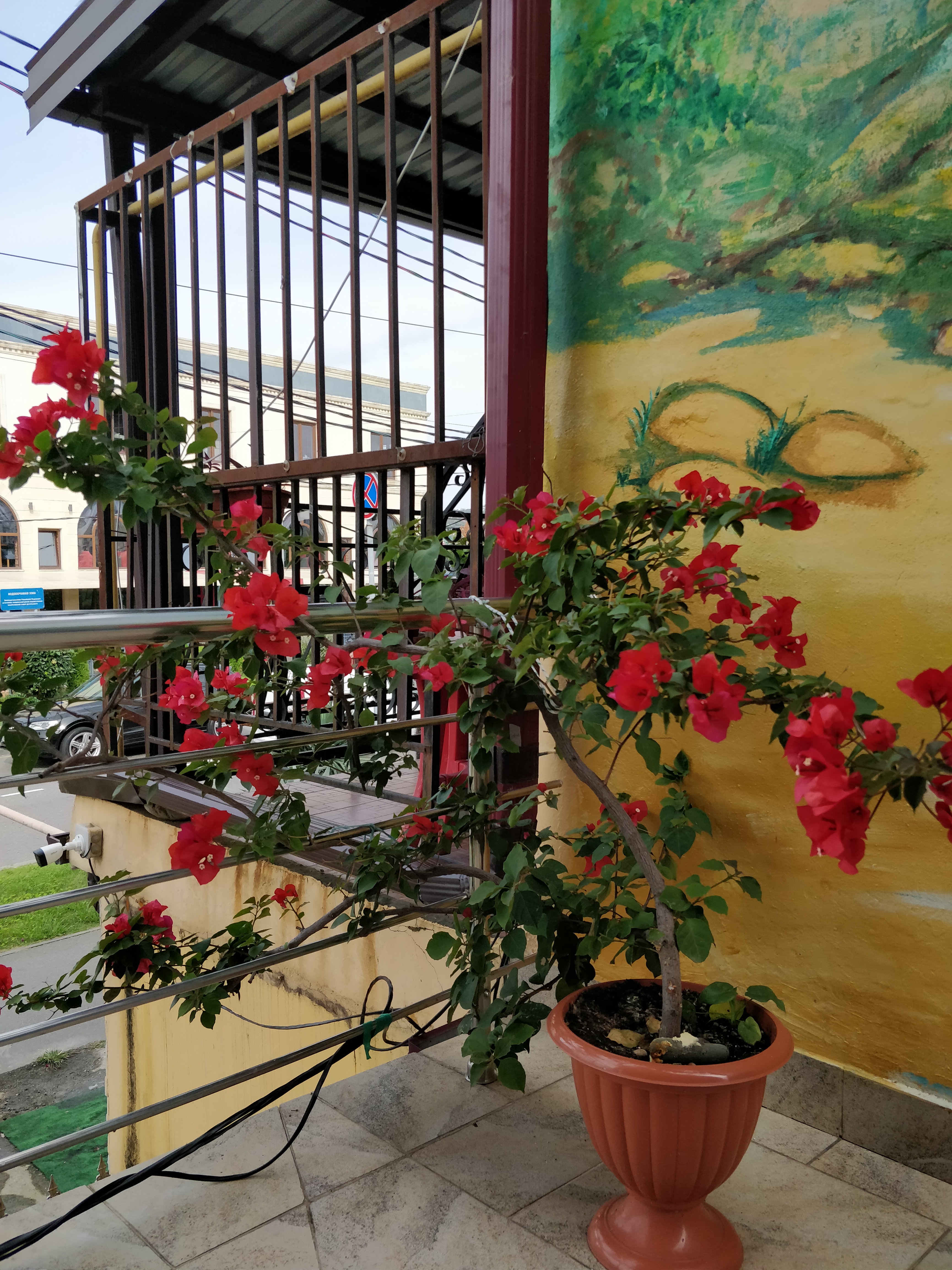 Фото Дельфин