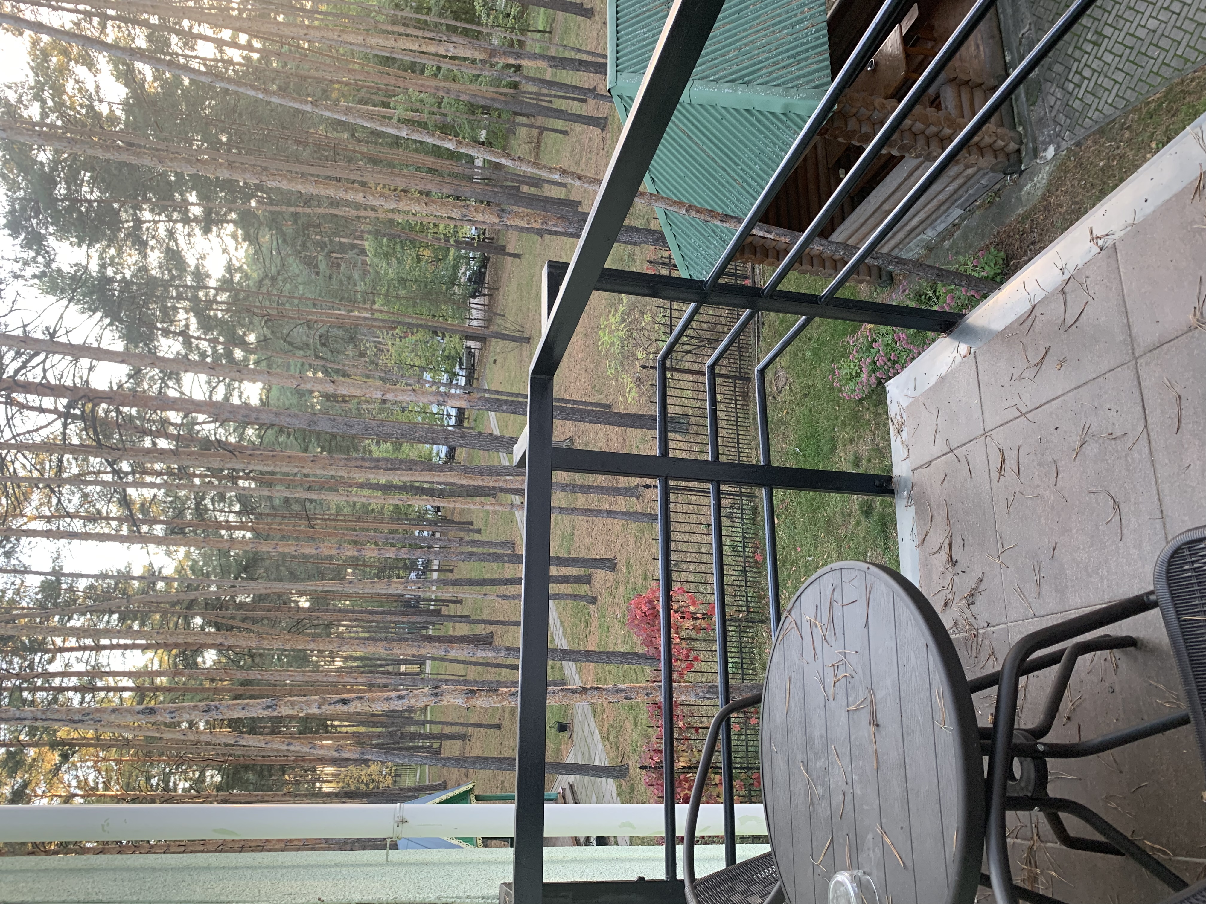 Фото Сосны плюс