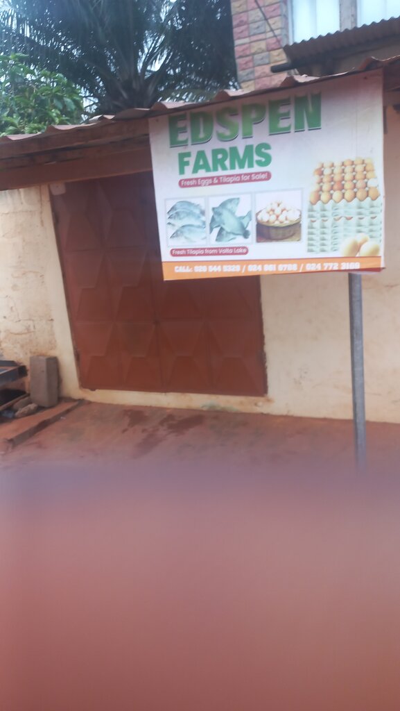 Egg and poultry meat Edspen Farms, Accra, photo