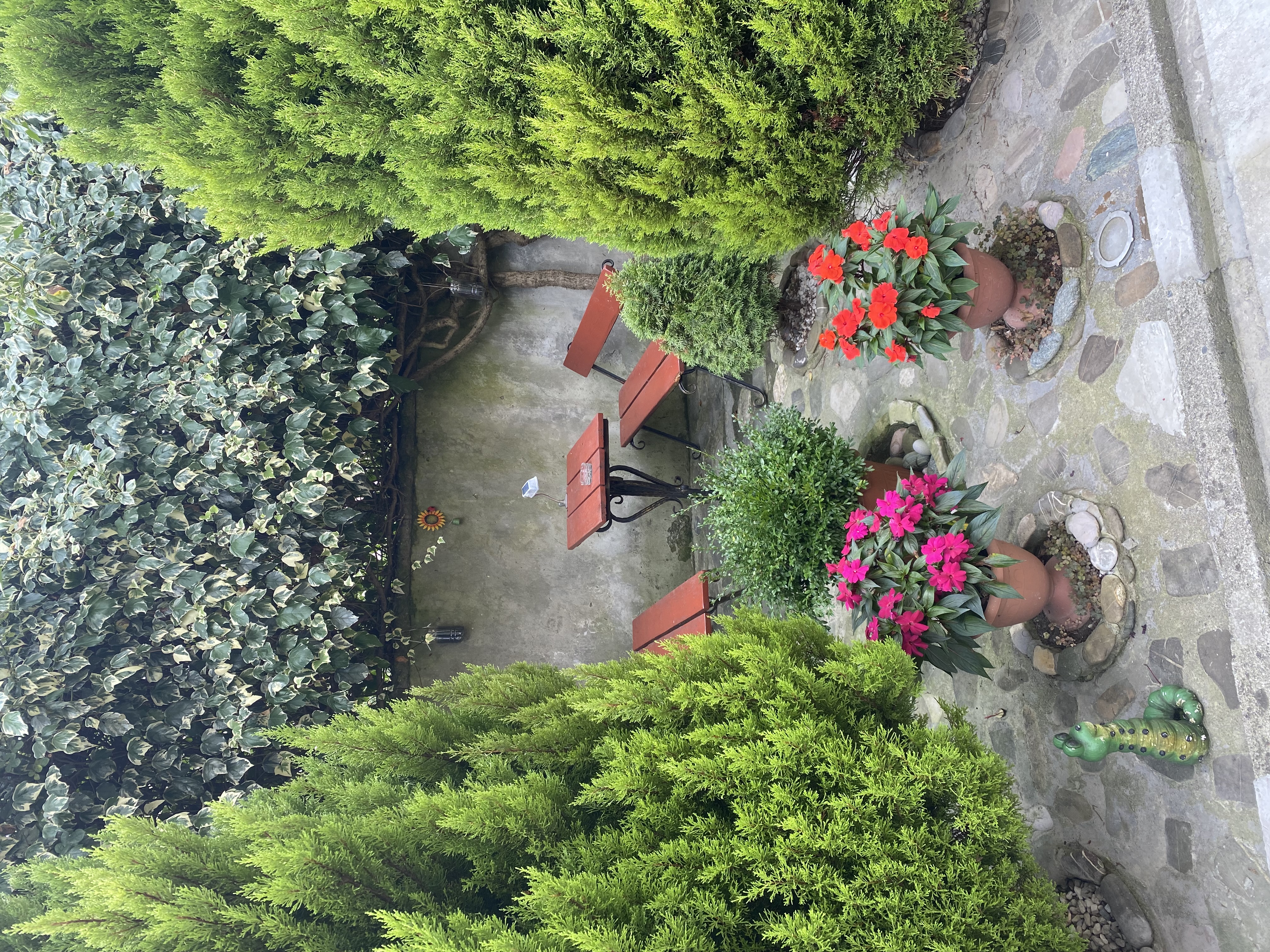 Фото Пальма