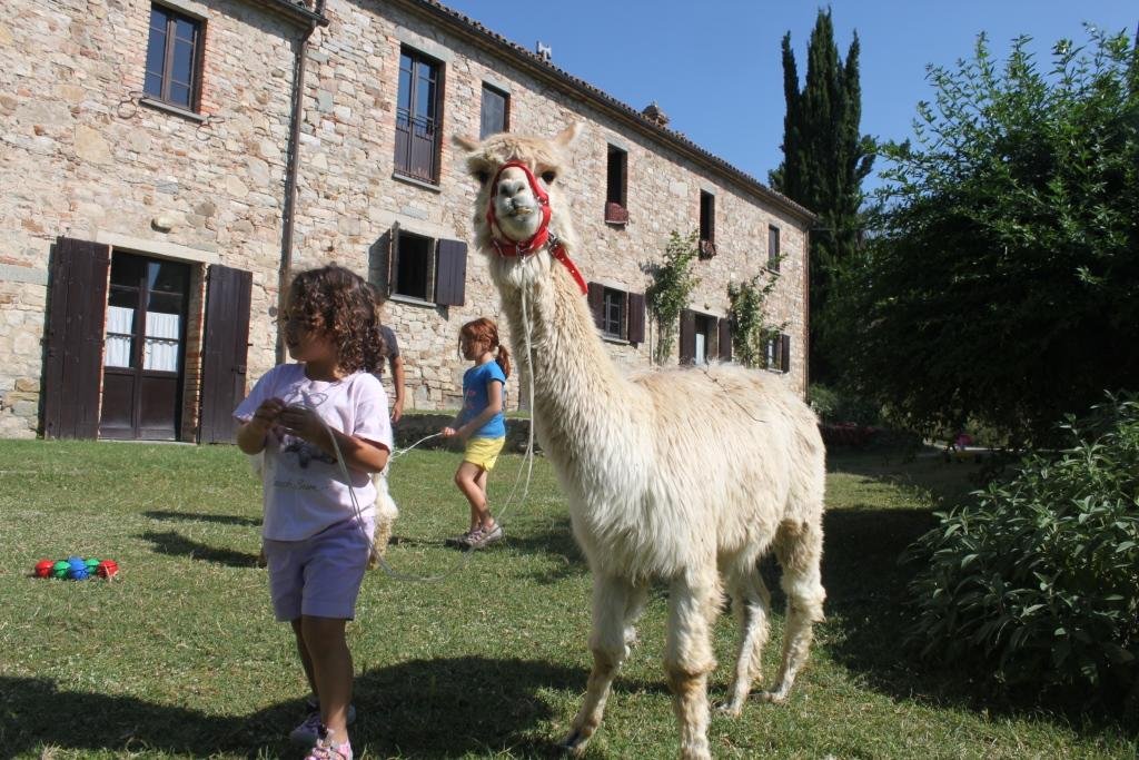 Фото Maridiana Alpaca