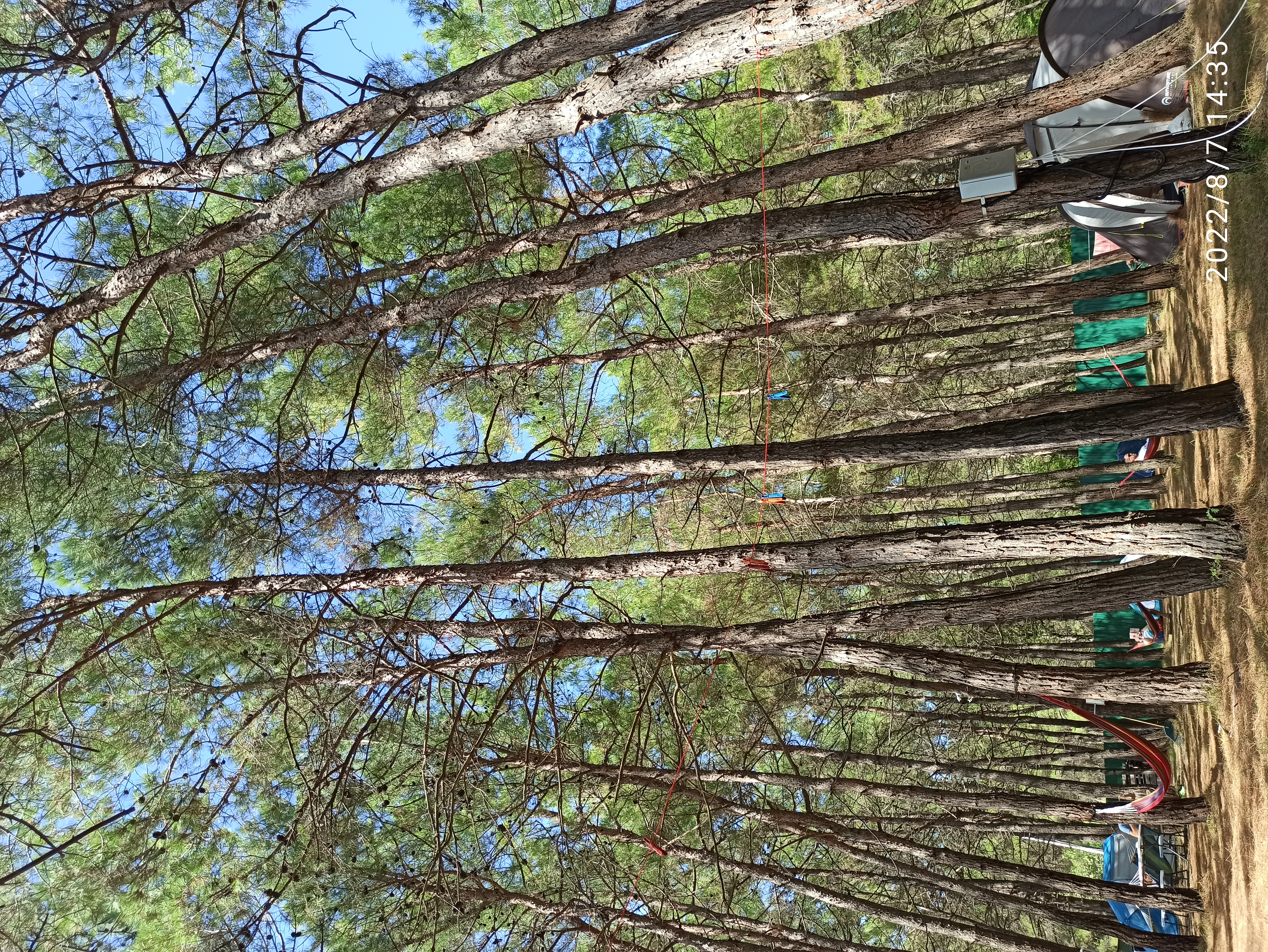 Фото Под соснами