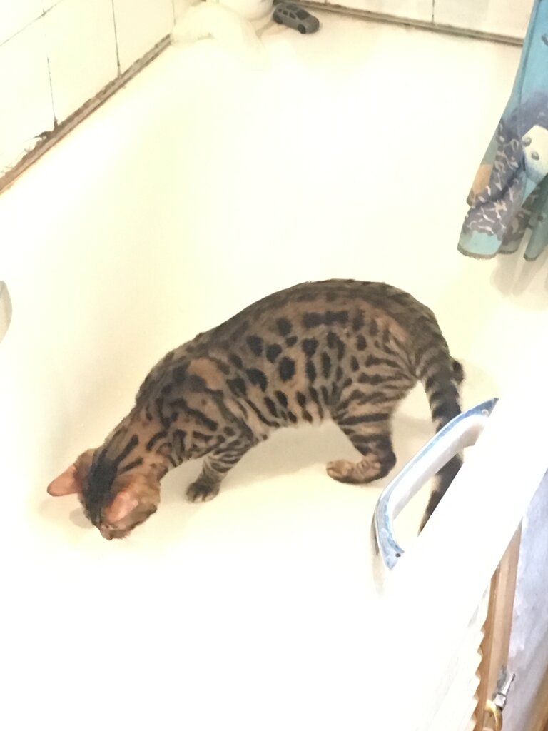 Vivero de animales Питомник бенгальских кошек BengalHouse, , foto