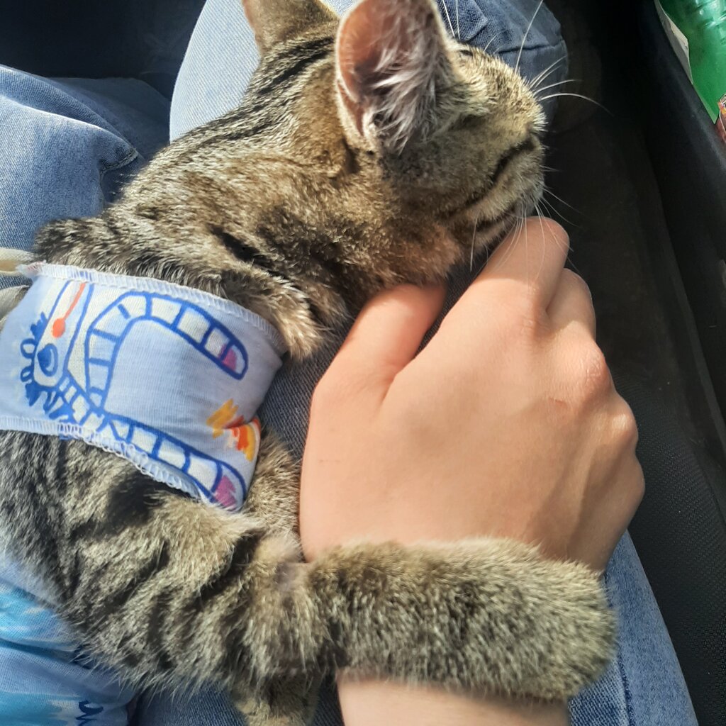 Котёнок Гав, ветеринарная клиника, Петра Сумина, 18, Челябинск - 2ГИС