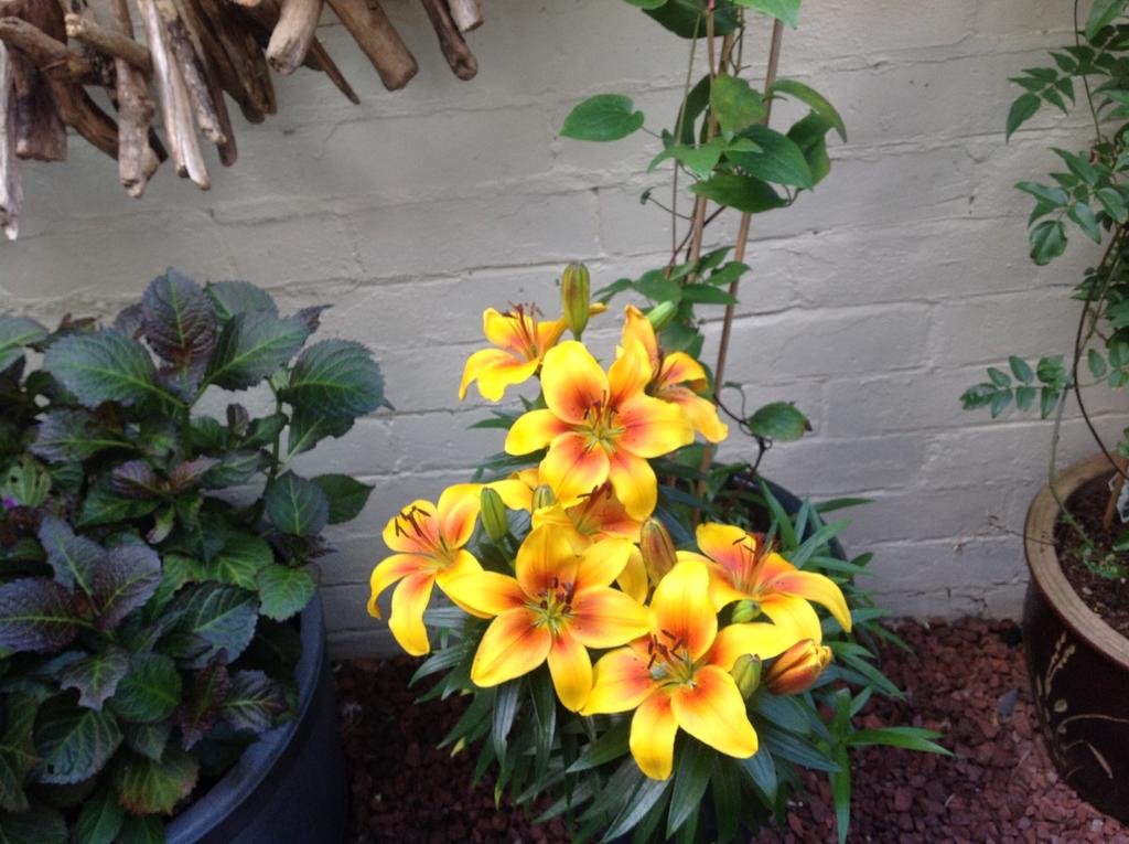 Фото Heathfield Bed and Breakfast Guest House