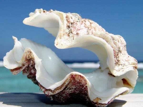 Фото Amarena Marsala Sicily