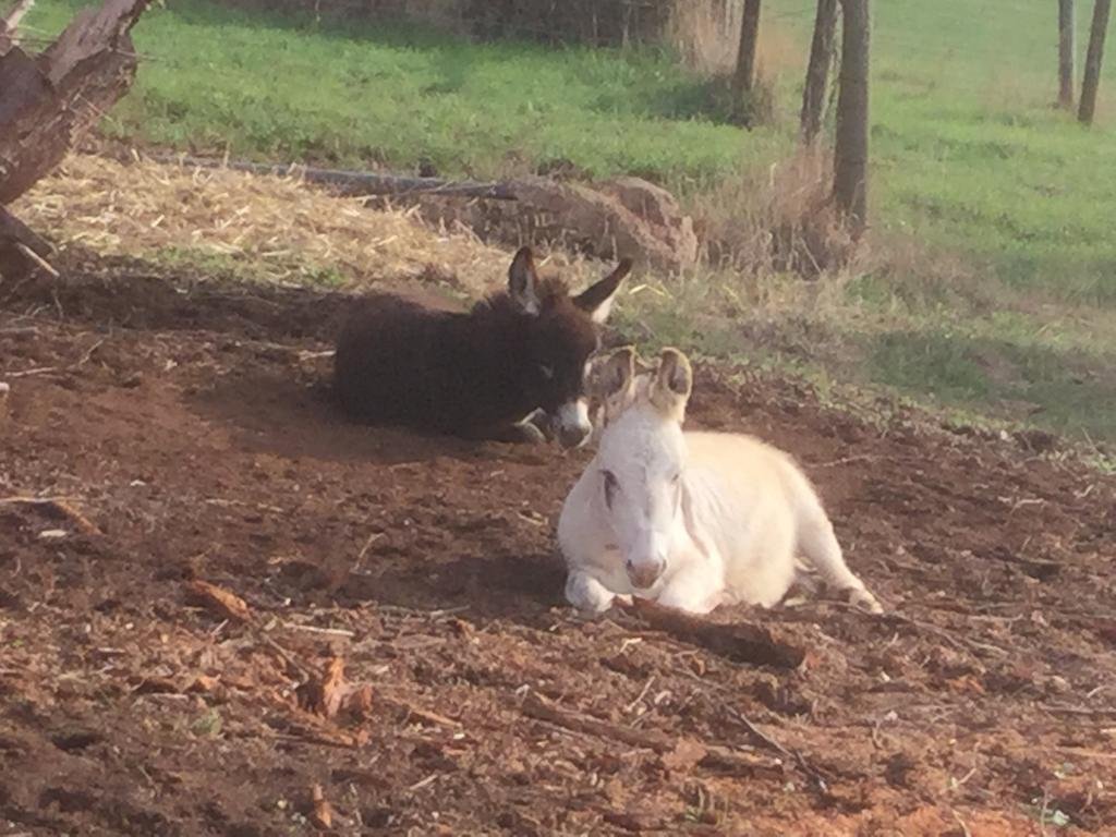 Фото Stony Creek Cottages