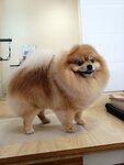 Груминг Сервис Тысячи Друзей (Zavolzhskiy planirovochny rayon, rayon Zavolzhye-2, Yuzhnaya ulitsa, 18), salón de mascota, peluquería de animales