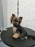 Груммир (ulitsa Karla Marksa, 25/3), salón de mascota, peluquería de animales