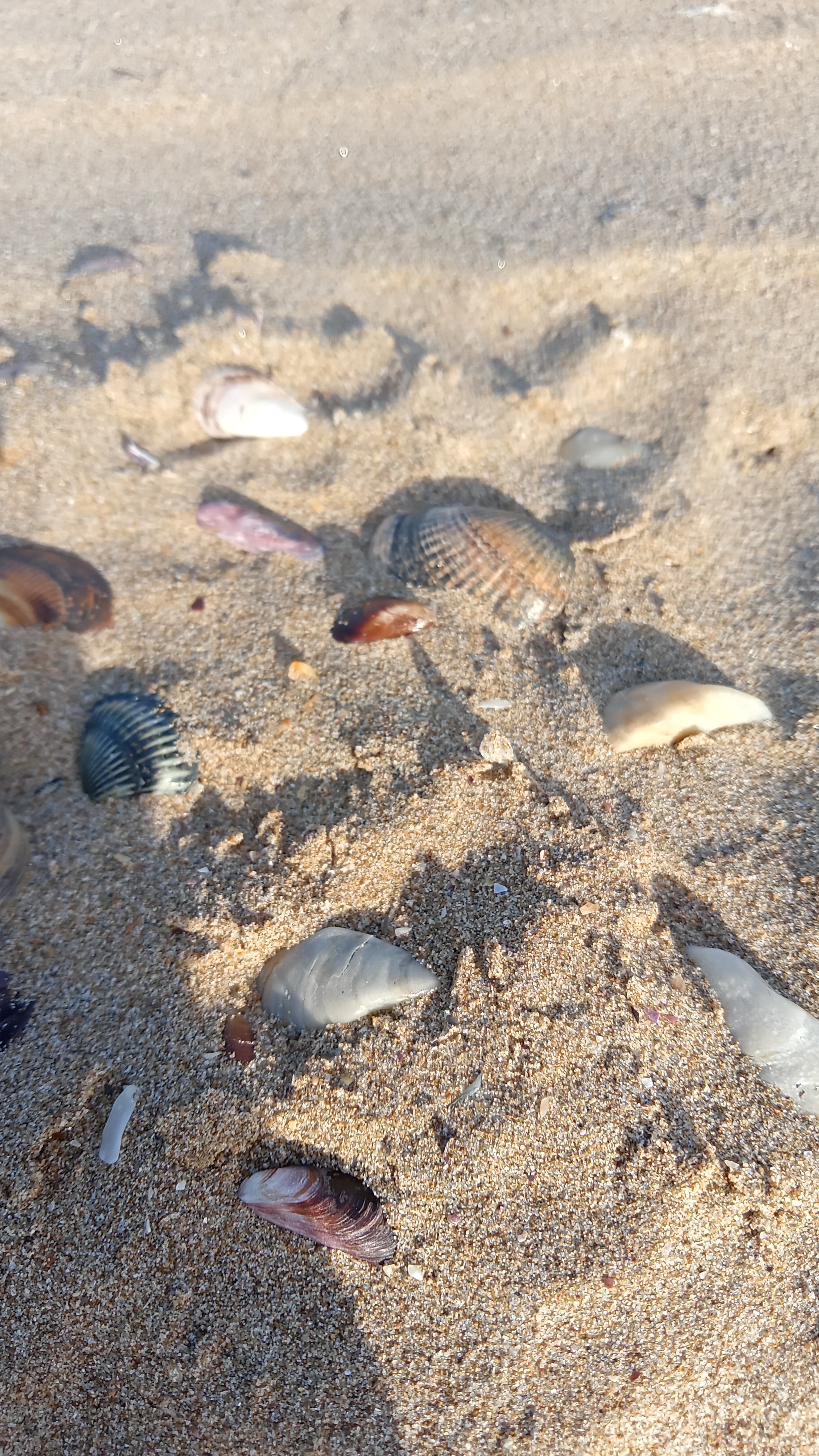 Фото Приморский Берег