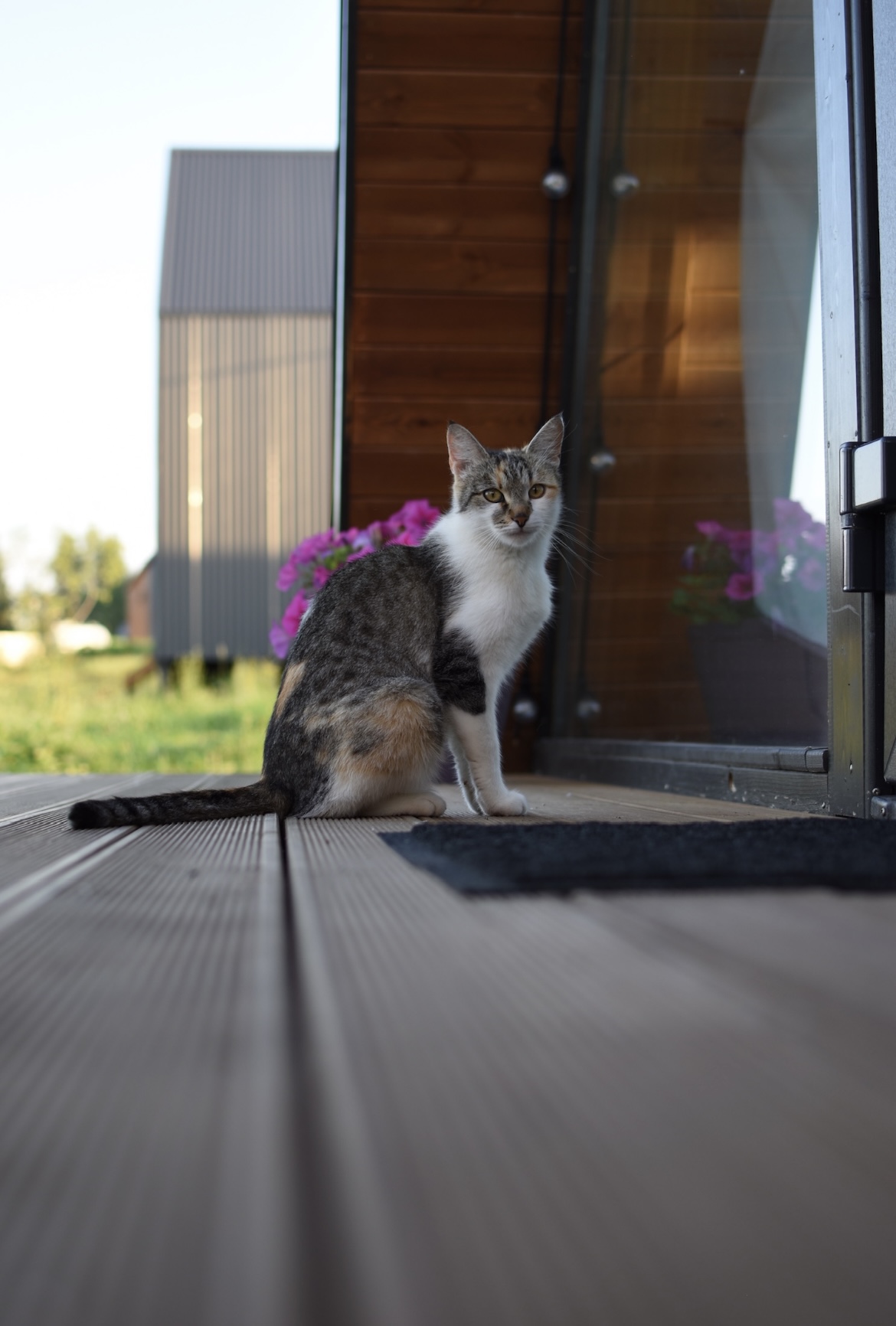 Фото Лаванда