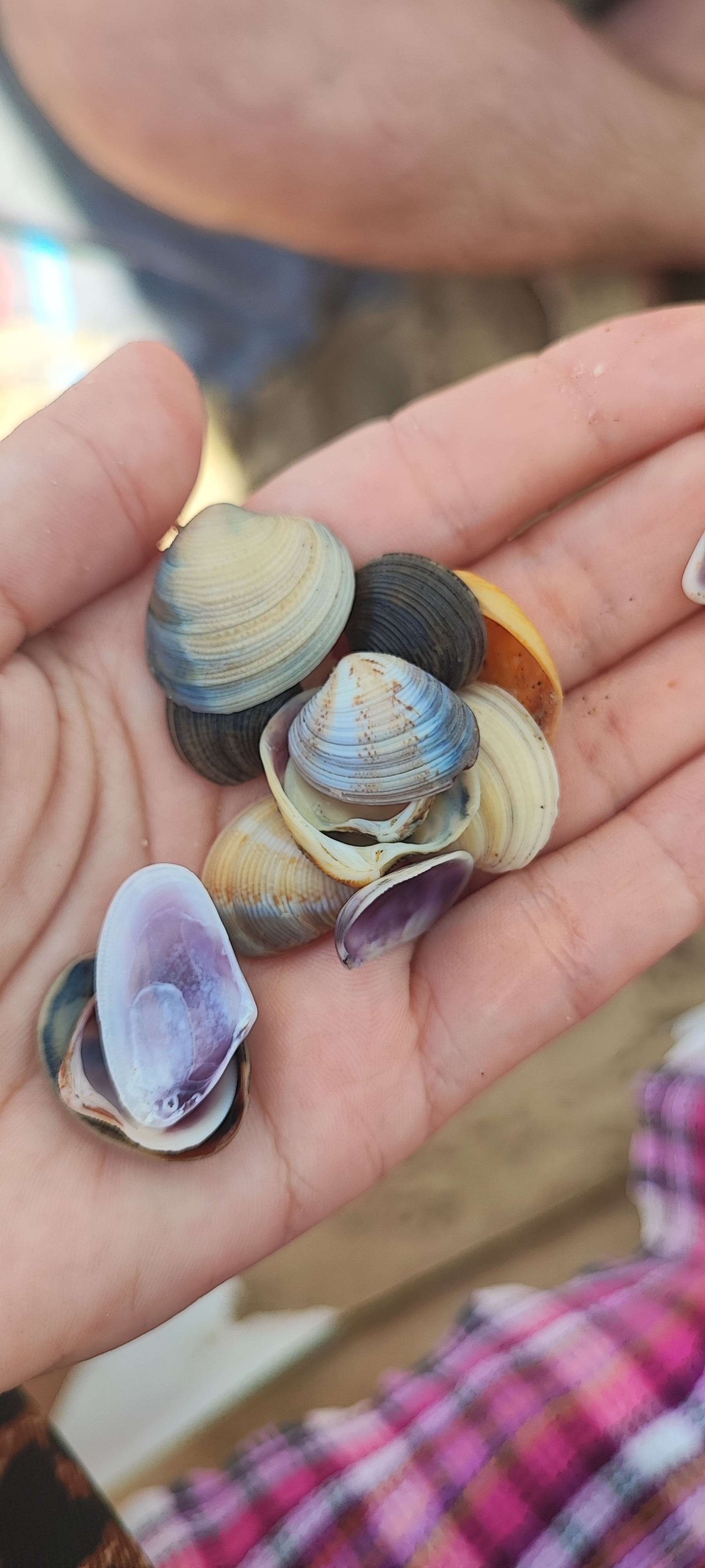 Фото Август на Пионерском