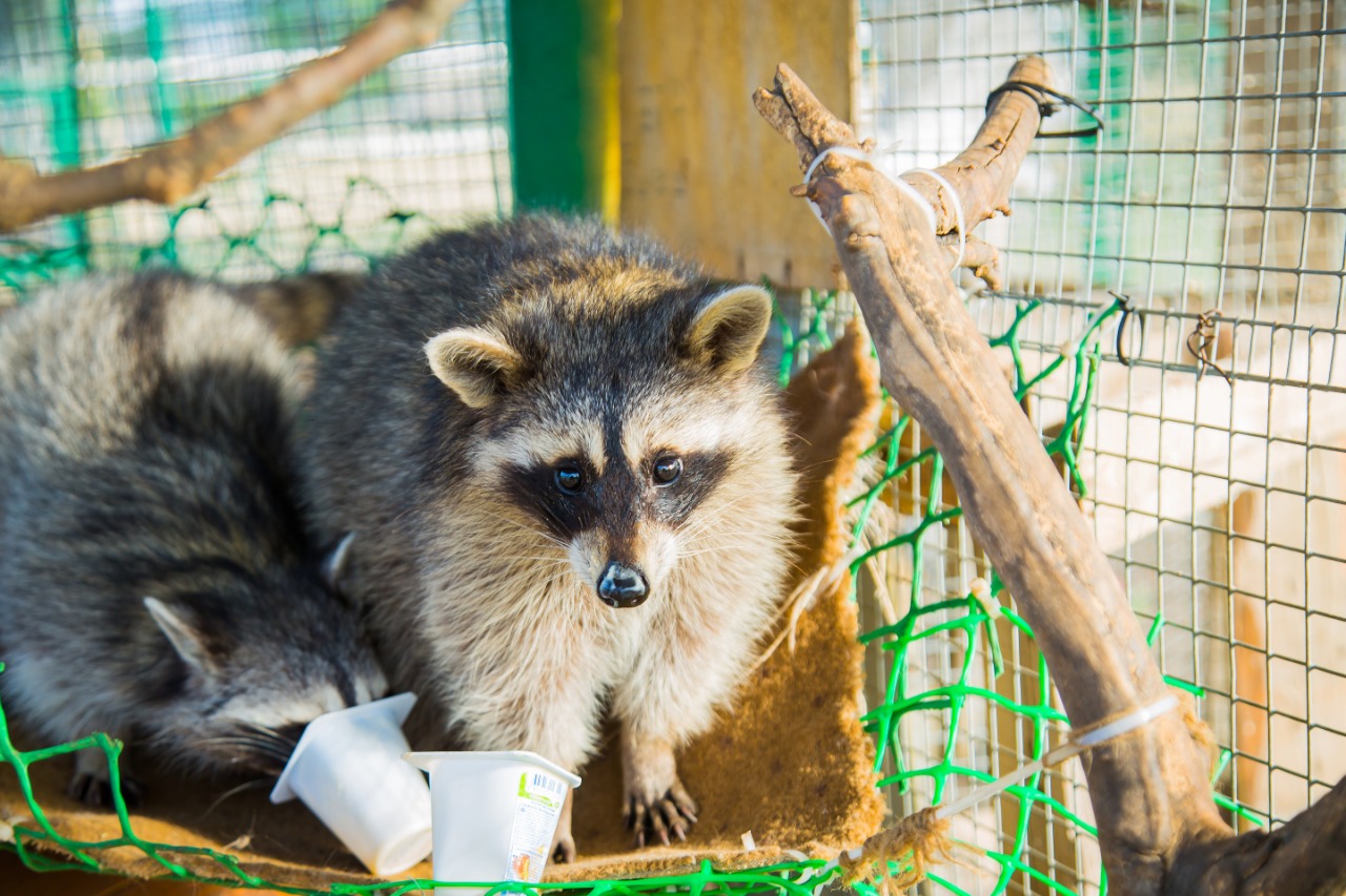 Фото Золотые пески
