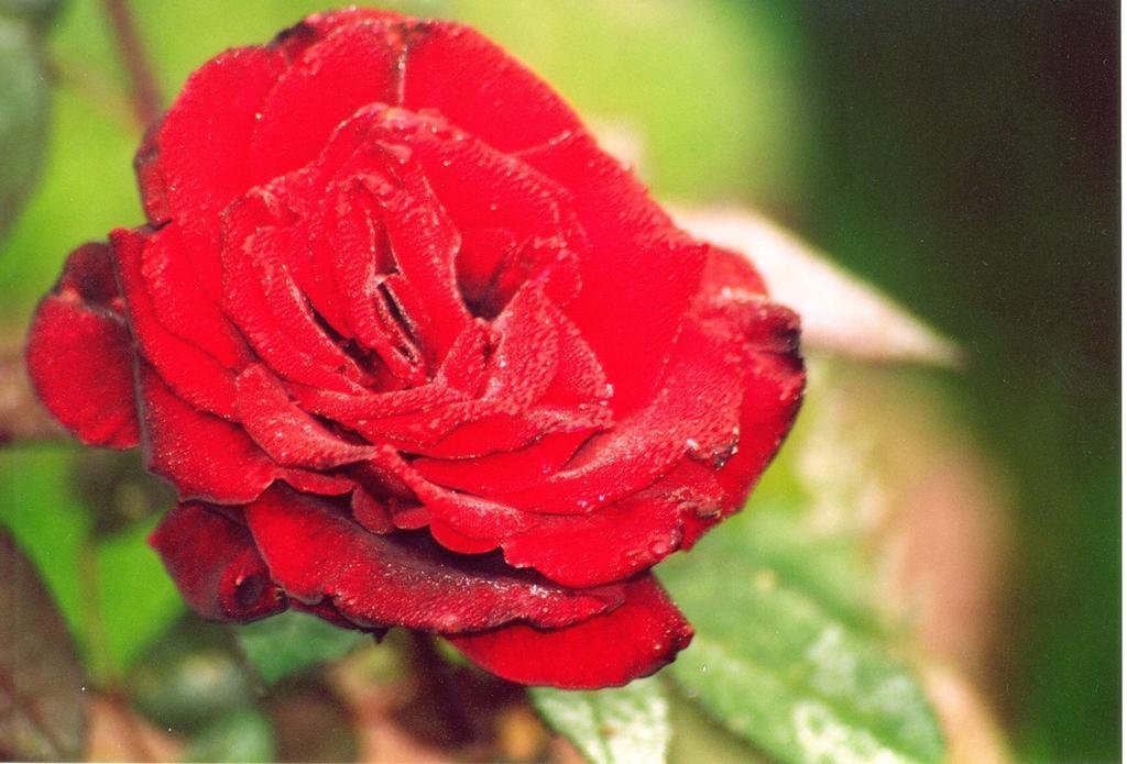 Фото Ratsschänke - Hotel Garni