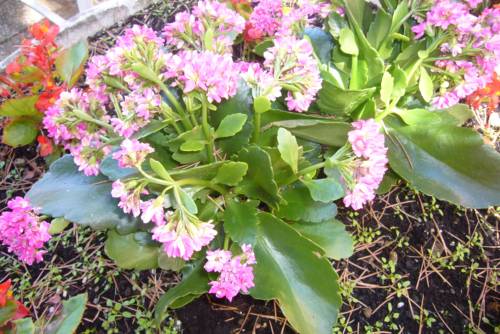 Фото Abano Hotel Verona