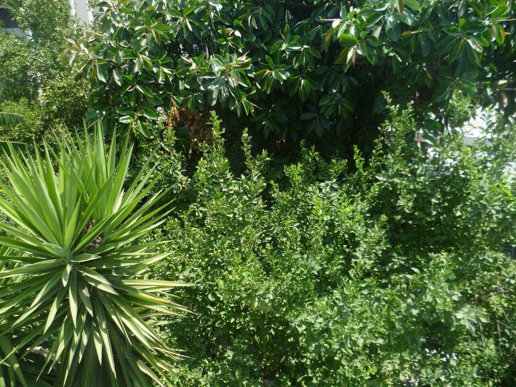 Фото Mamouzelos Hotel Apartments