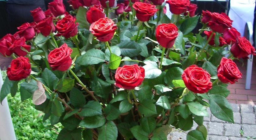 Фото Inselhotel Potsdam-Hermannswerder