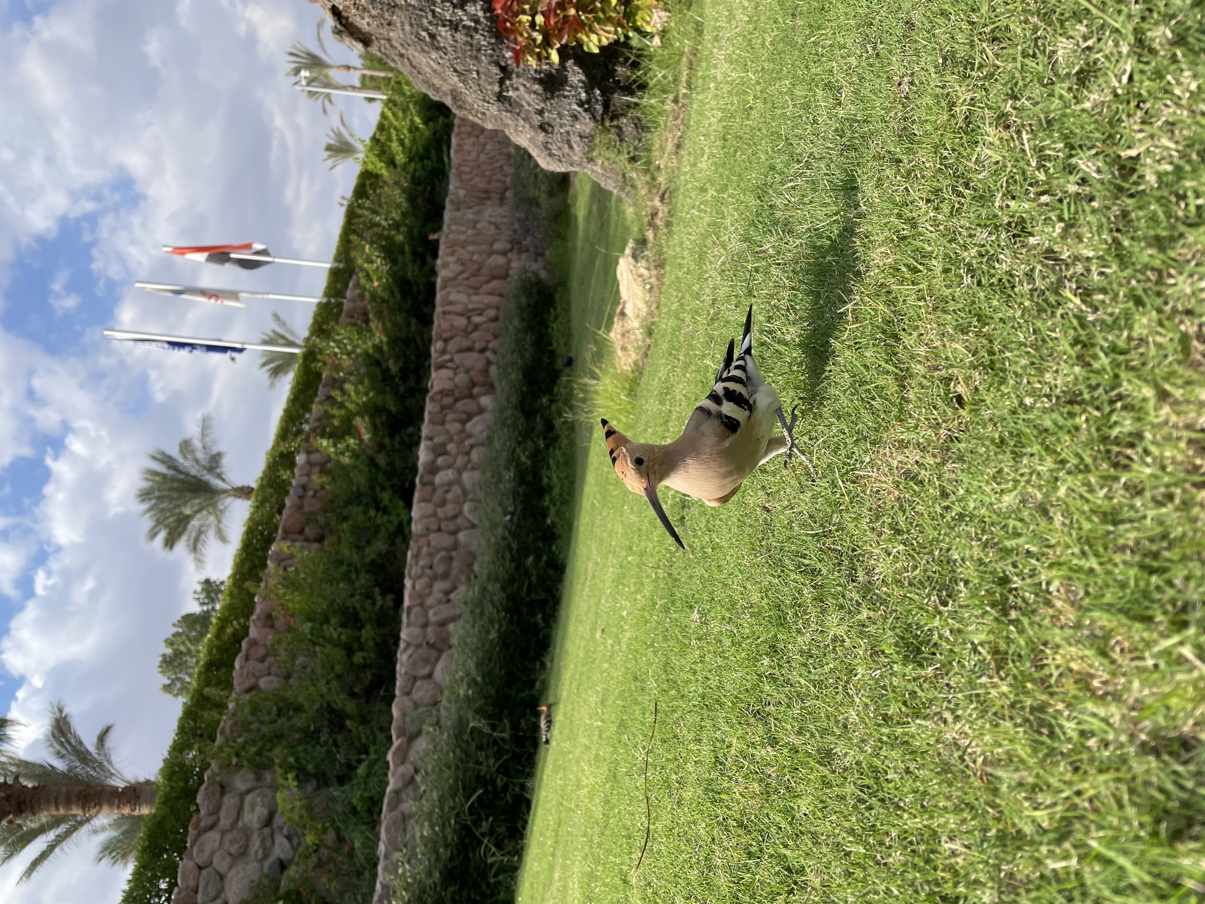 Фото Renaissance Sharm El Sheikh Golden View Beach Resort