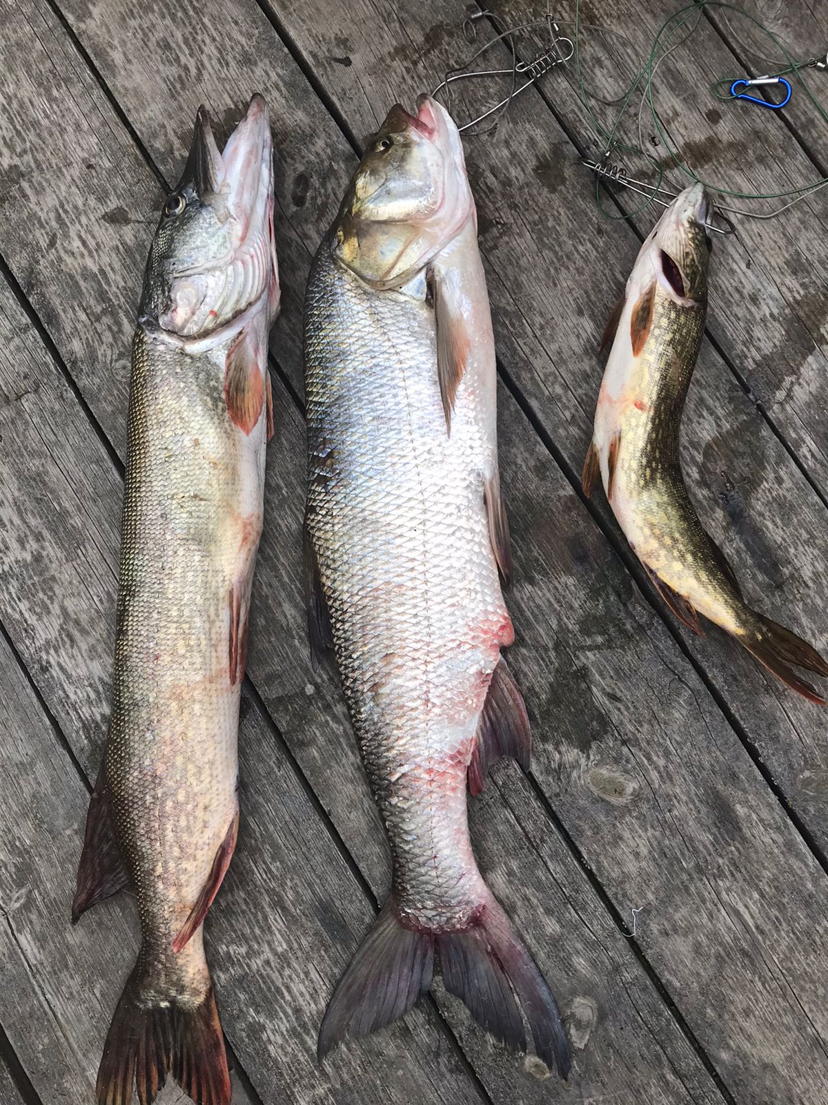 Фото Олигри Fish