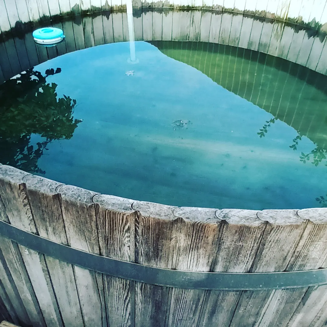 Фото Вербена