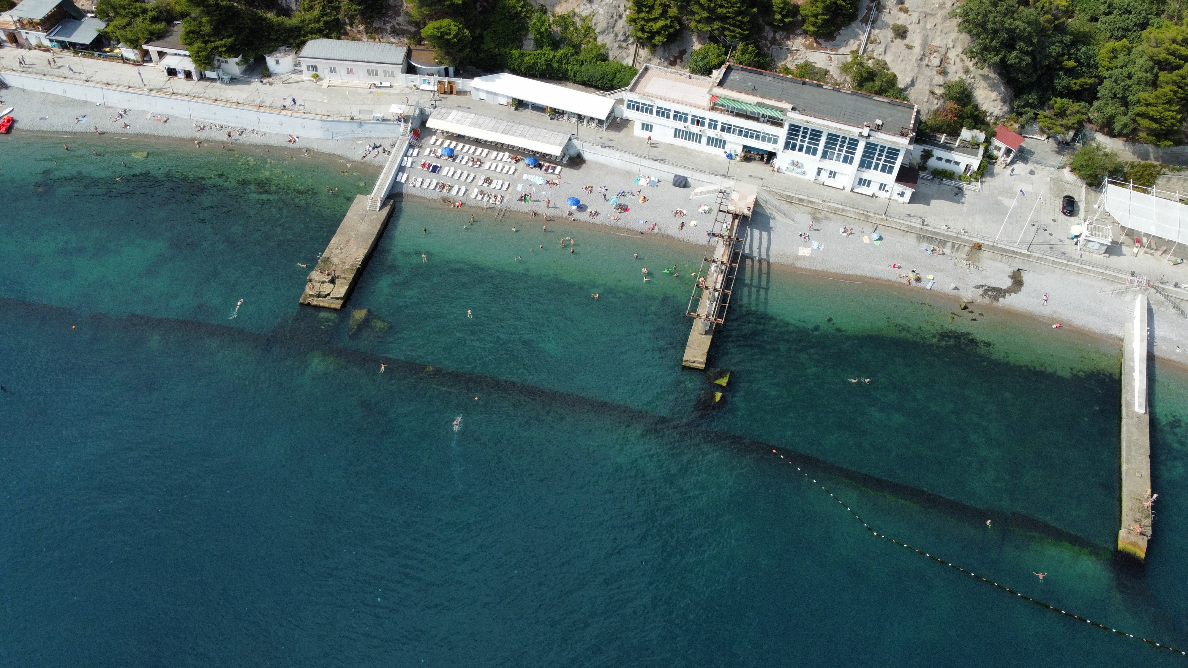 Фото Пальма