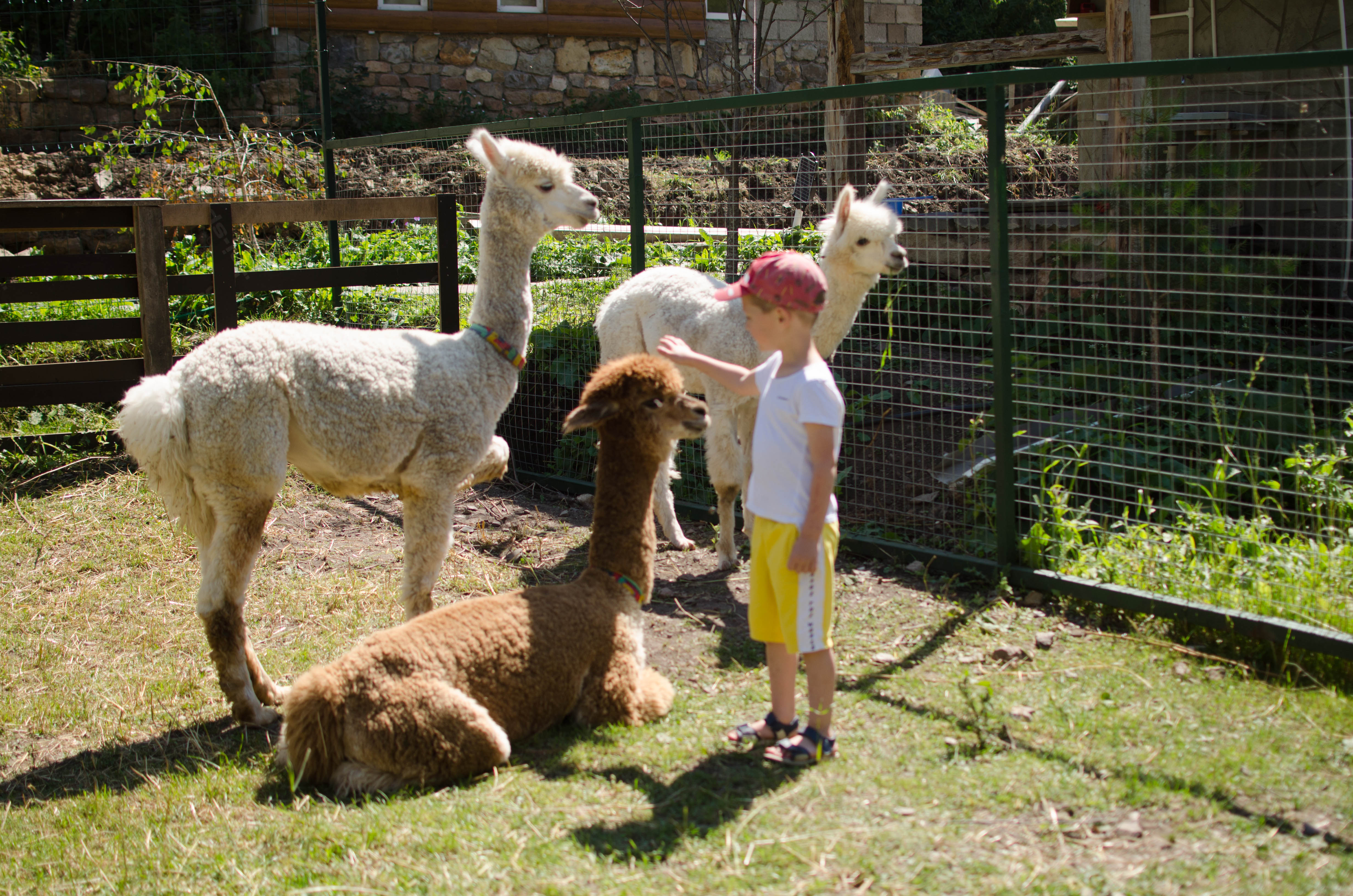 Фото АлаТау Кавказ