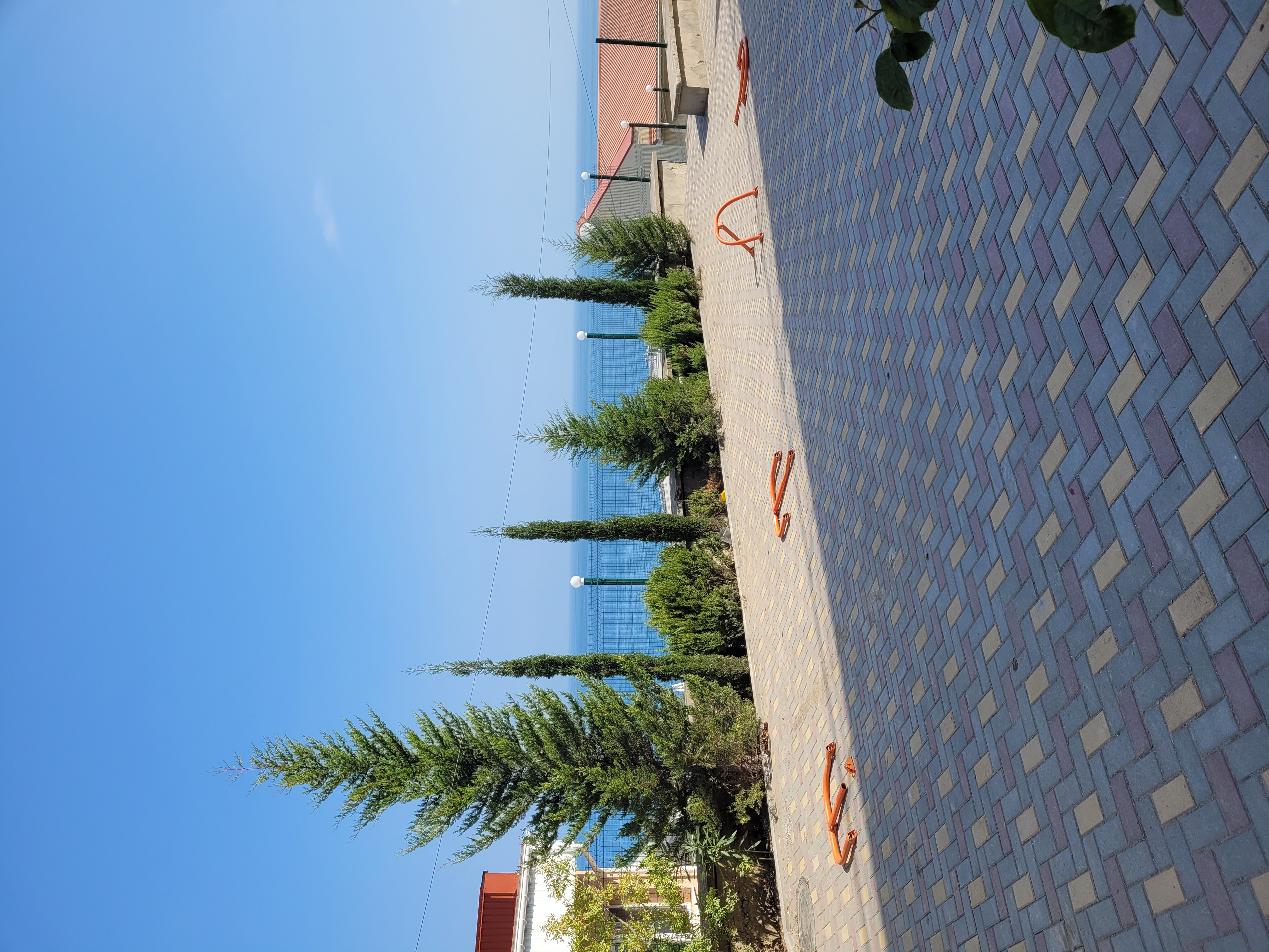 Фото Лаванда