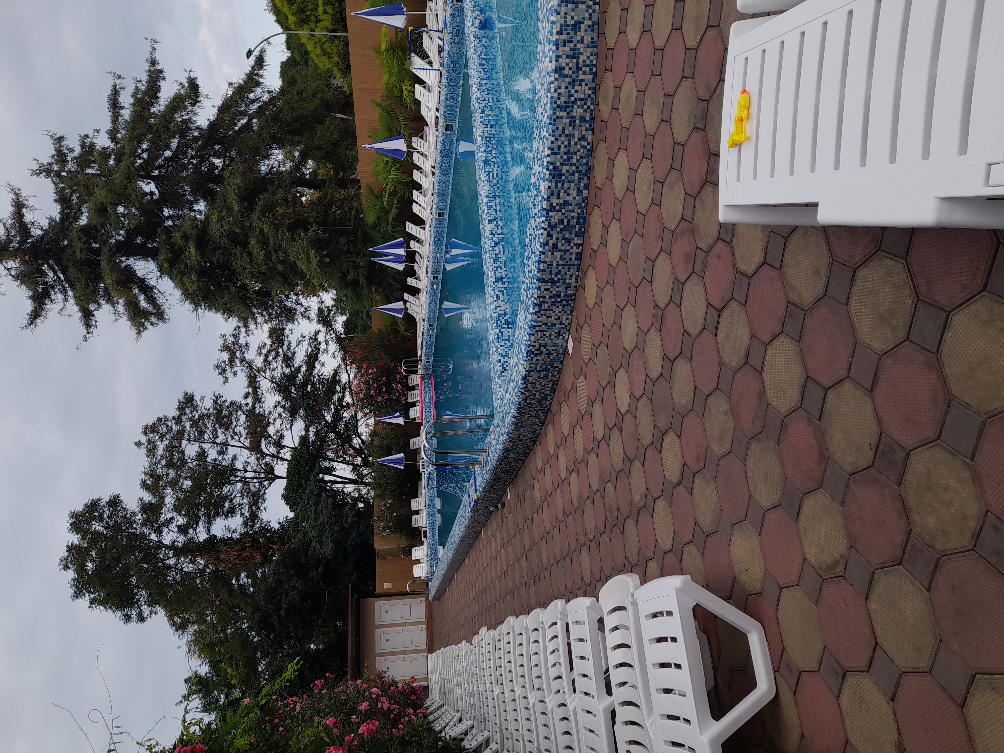 Фото Азалия