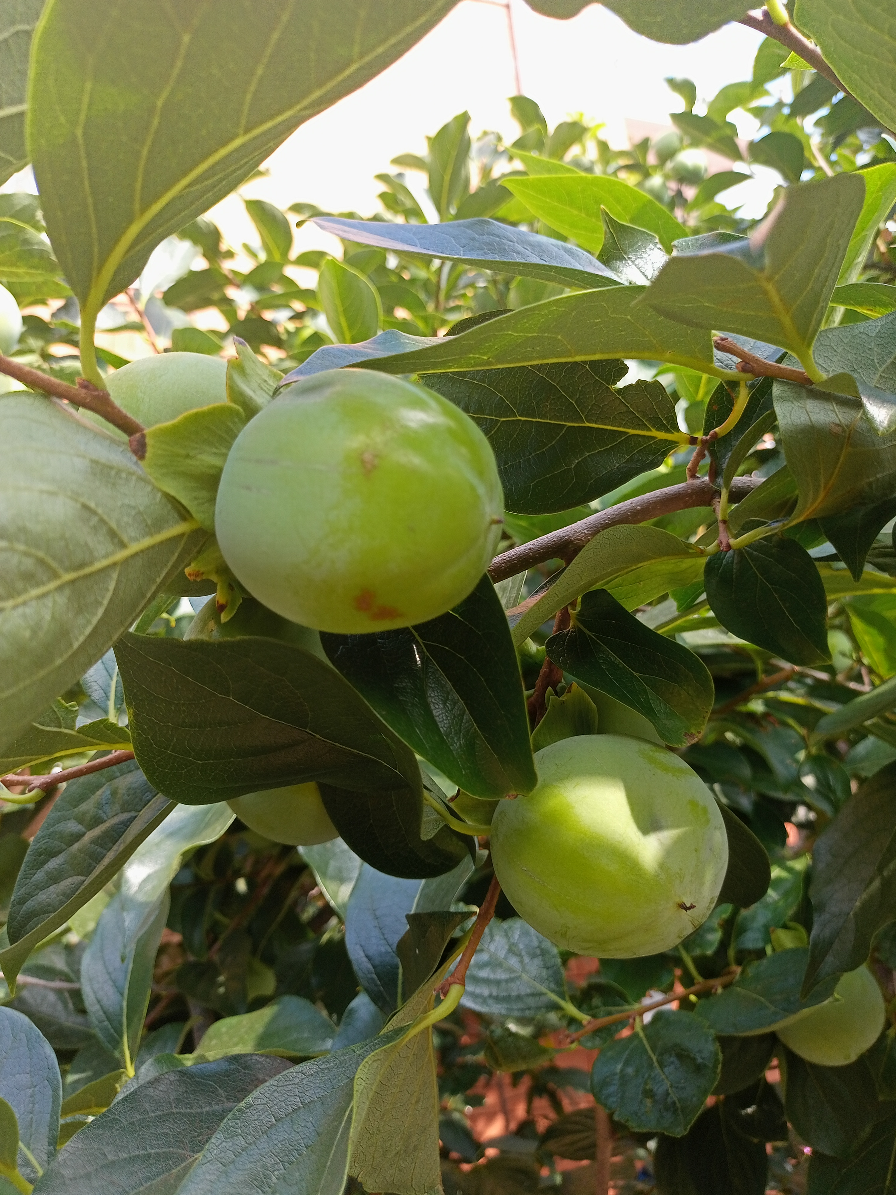 Фото Гостиный двор