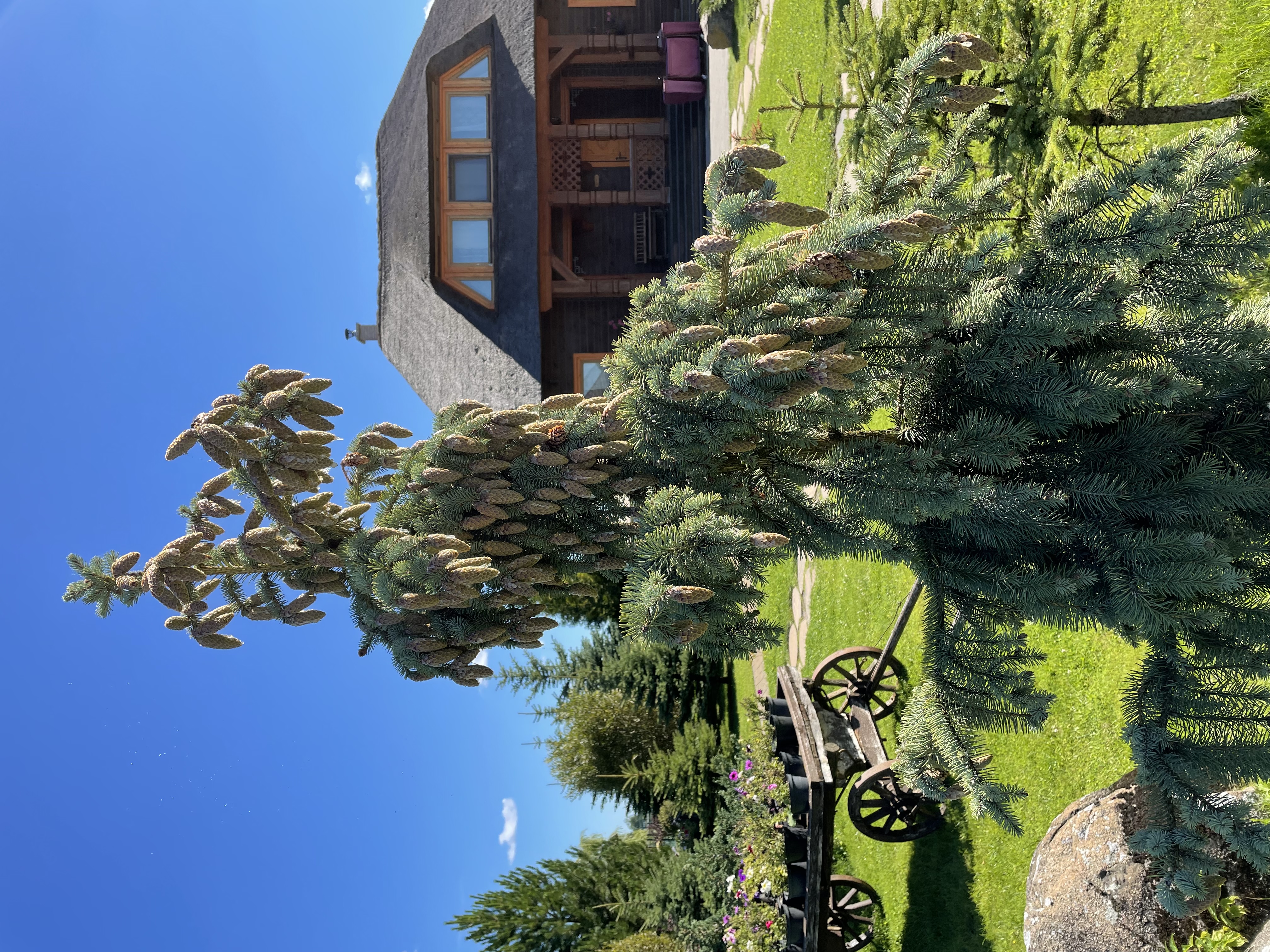 Фото Три медведя