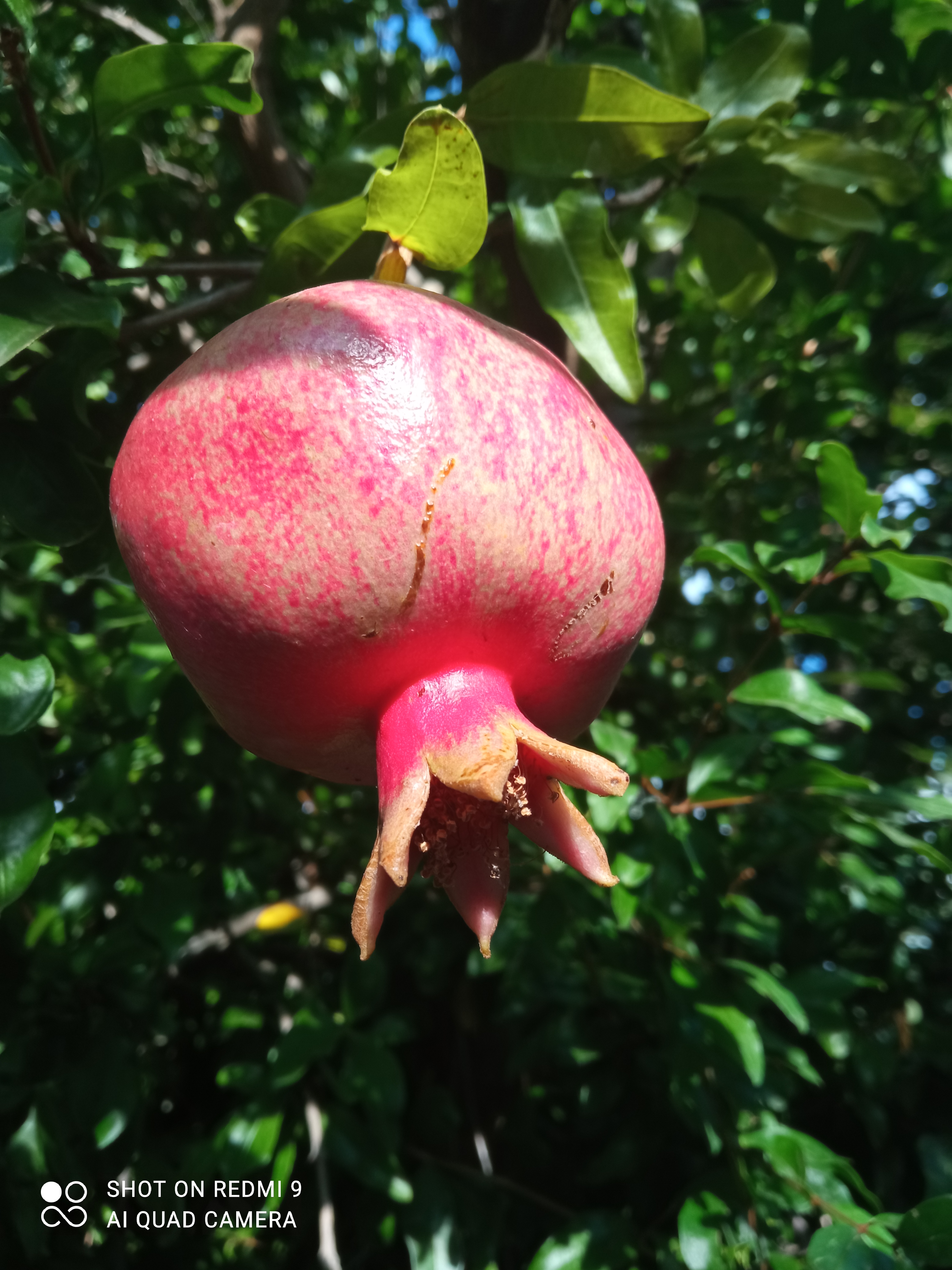 Фото Гульсана