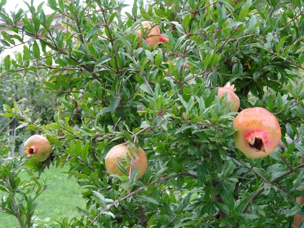 Фото Motel B&b Casa Verde