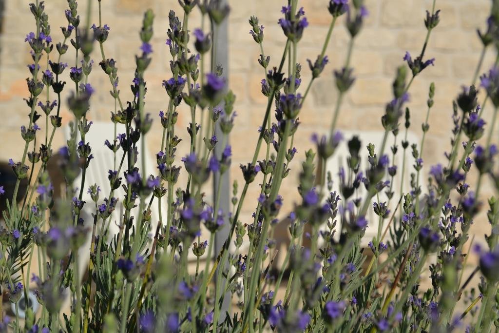 Фото Апартаменты Antica Masseria Timparci