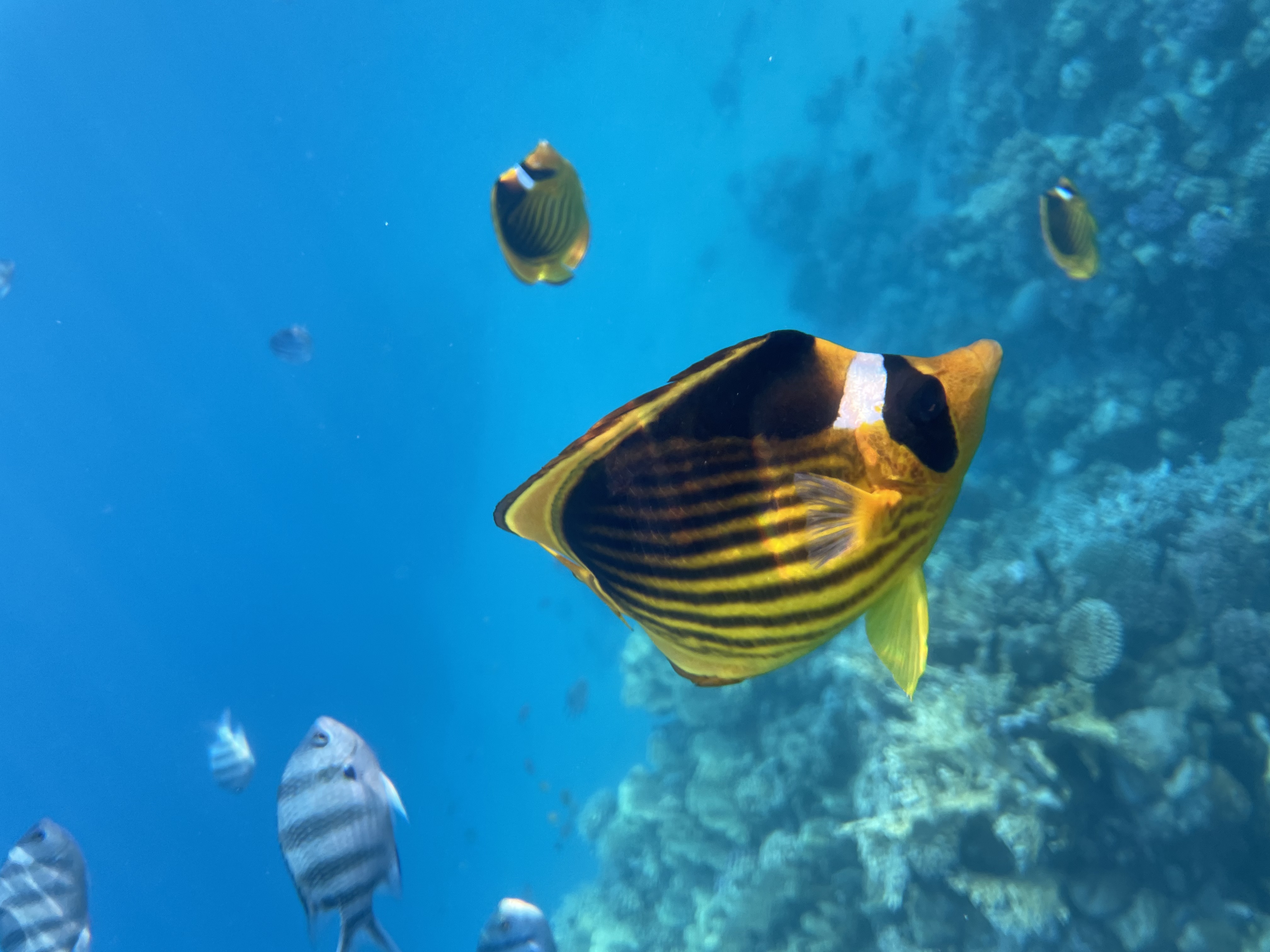 Фото Baron Resort Sharm El Sheikh