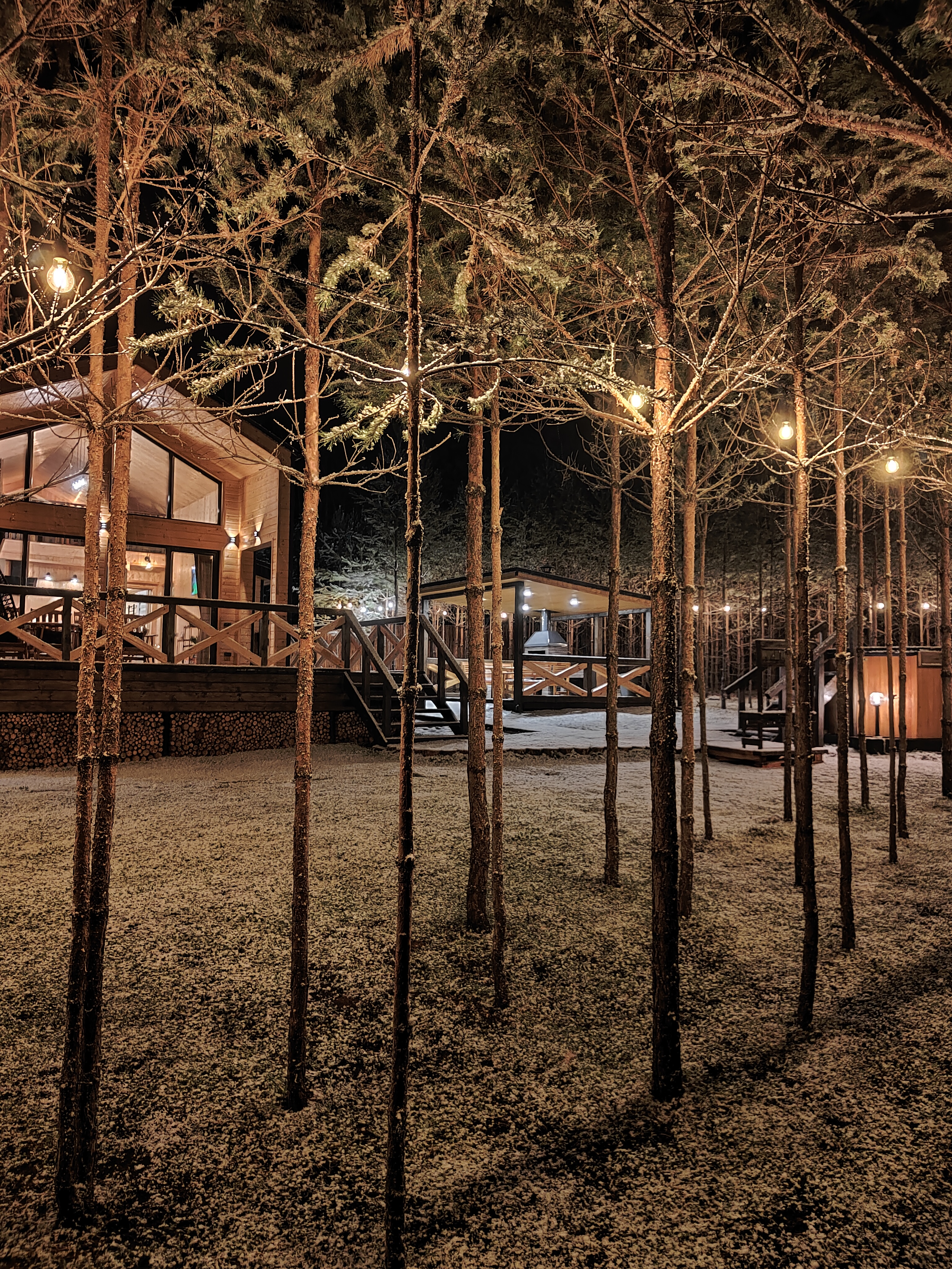 Фото Два Лося