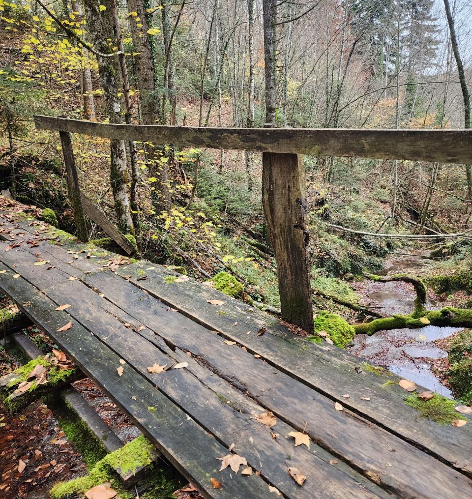 Фото Лесной