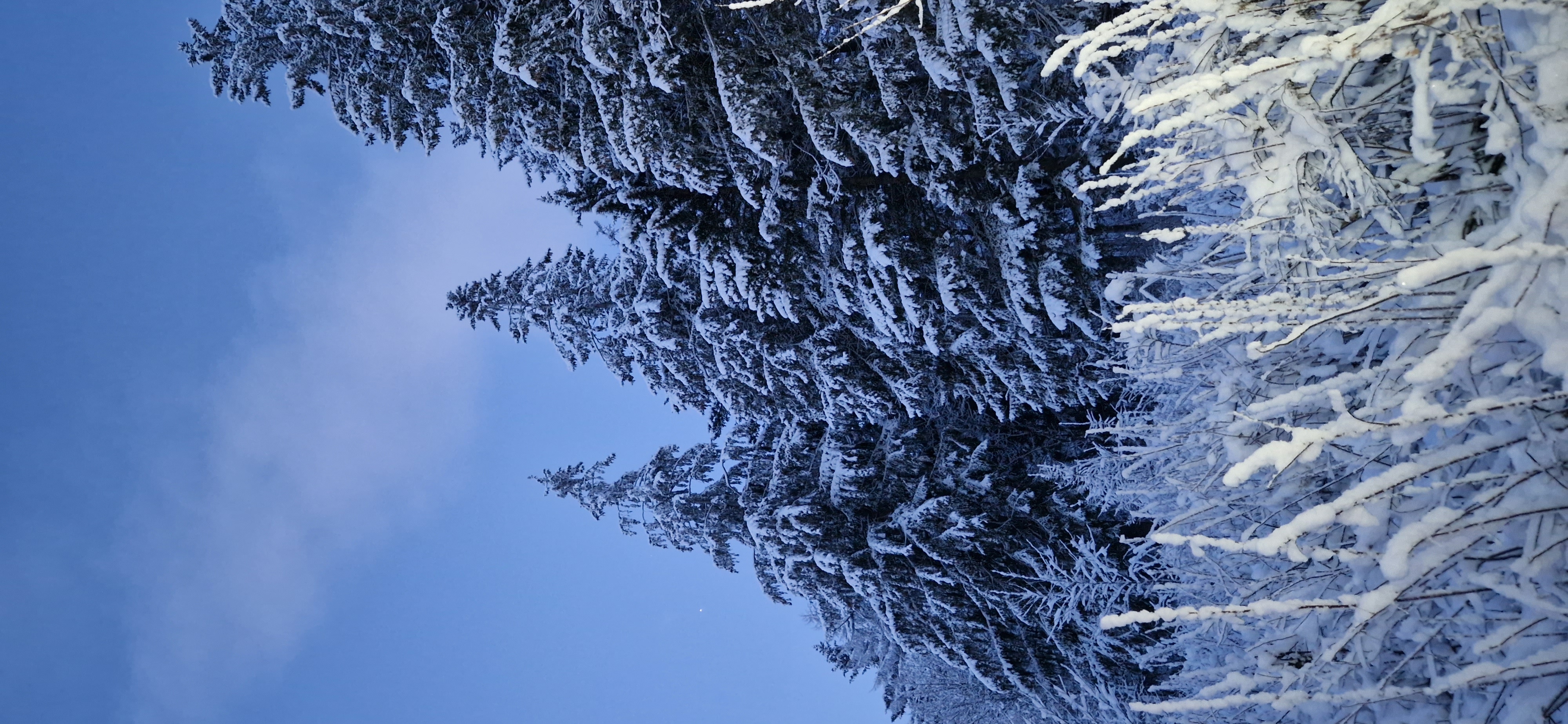 Фото Белый Снег