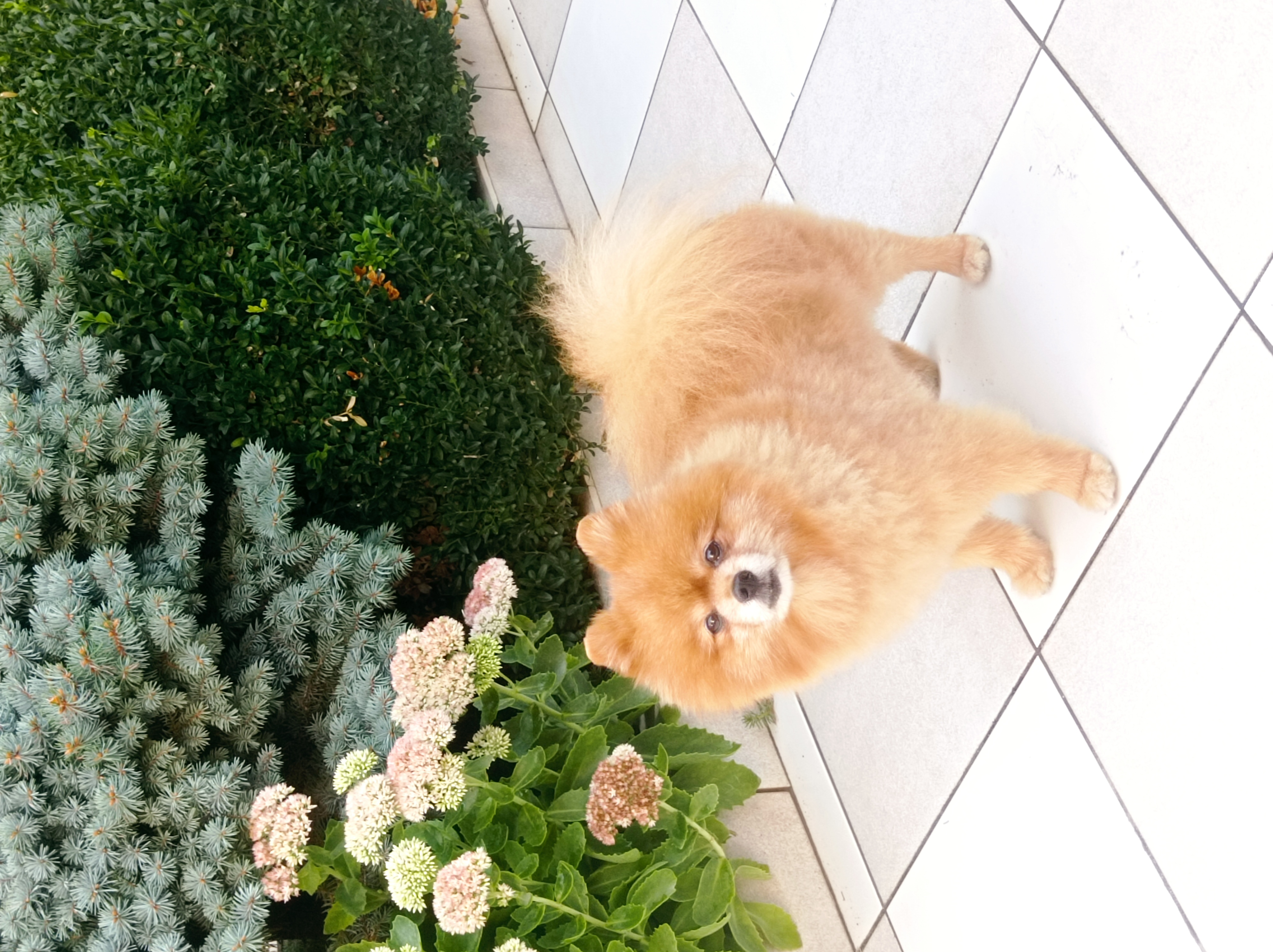 Фото Вилла Жасмин