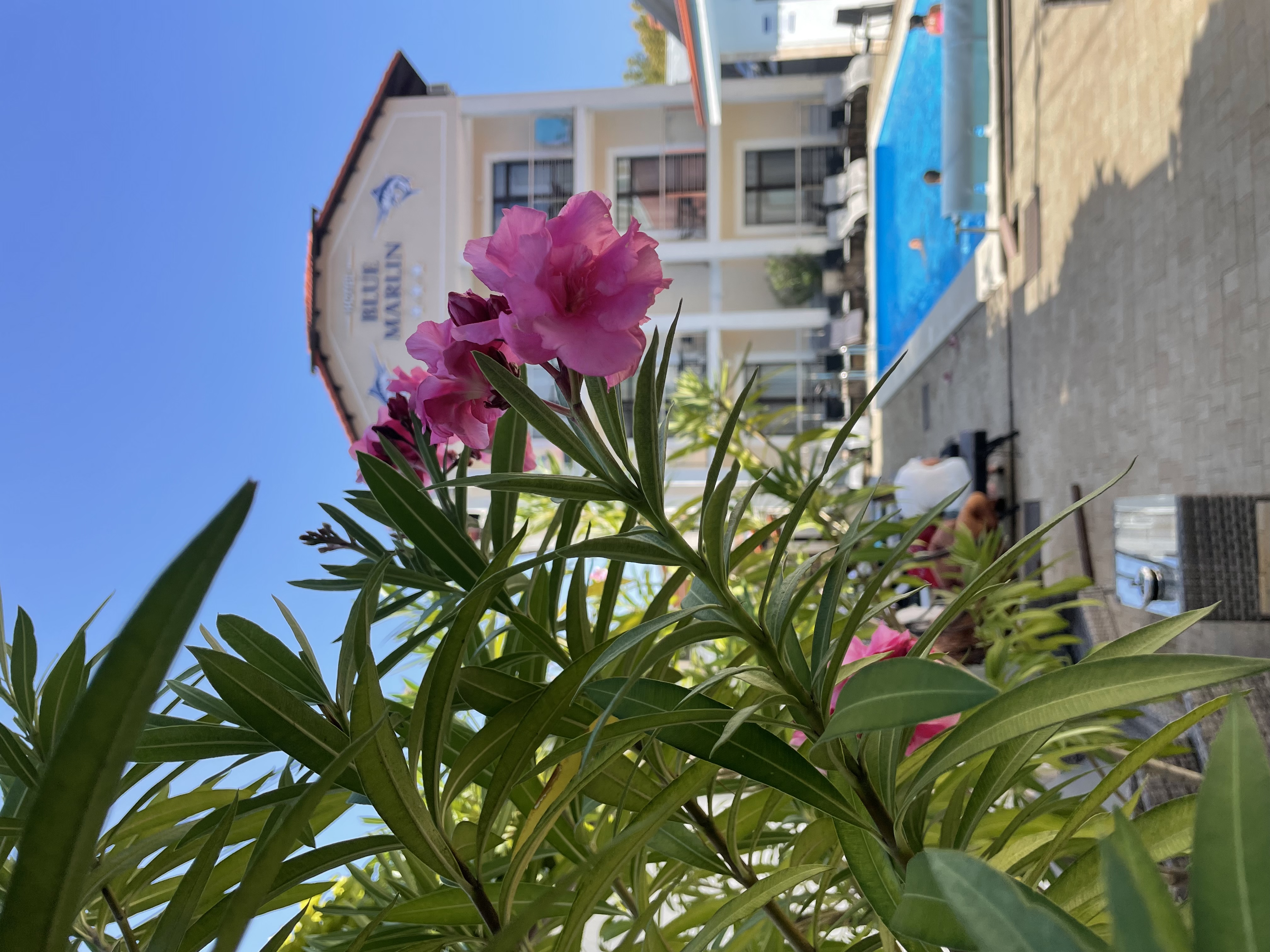 Фото Blue Marlin