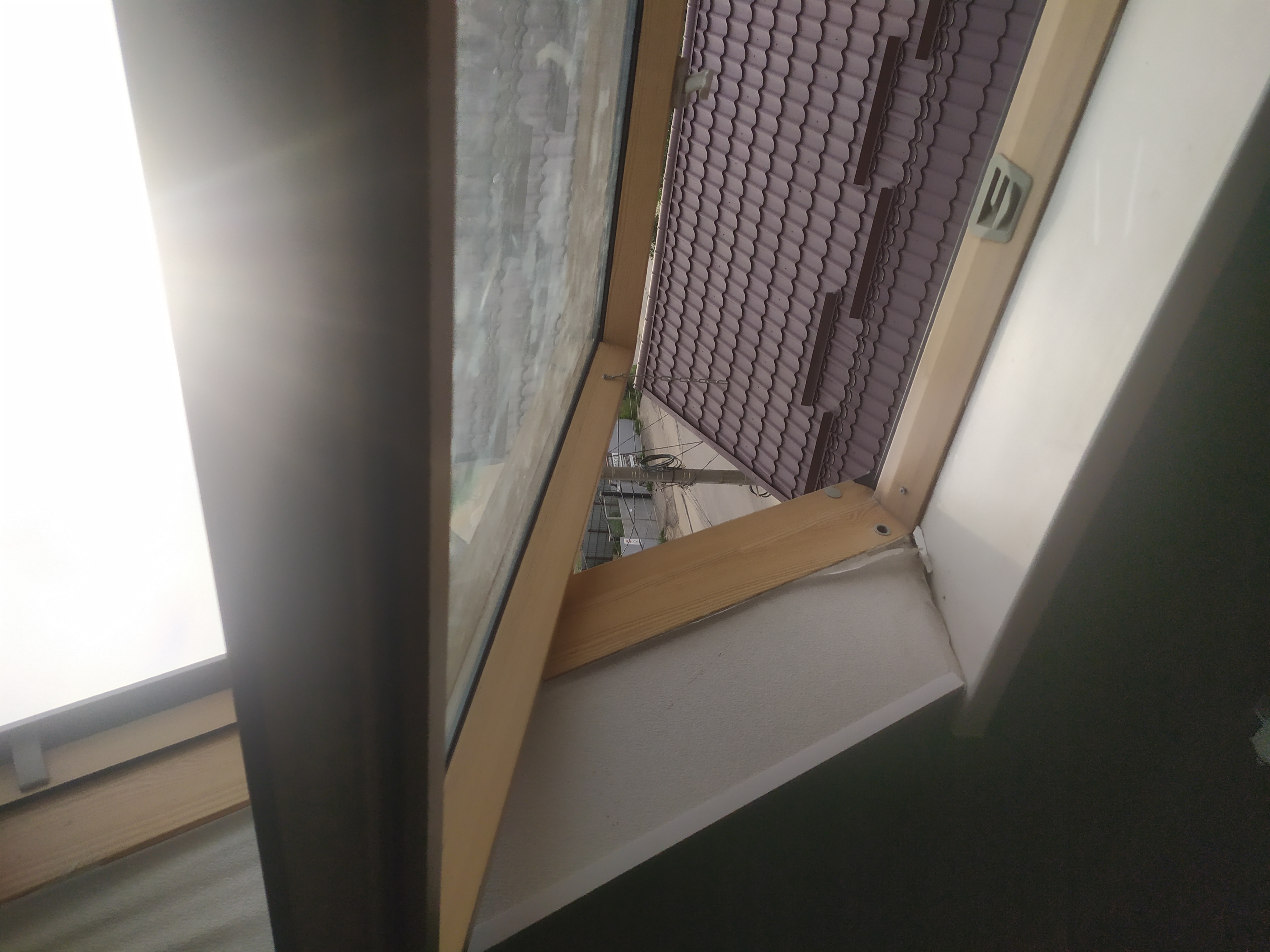 Фото Базилик