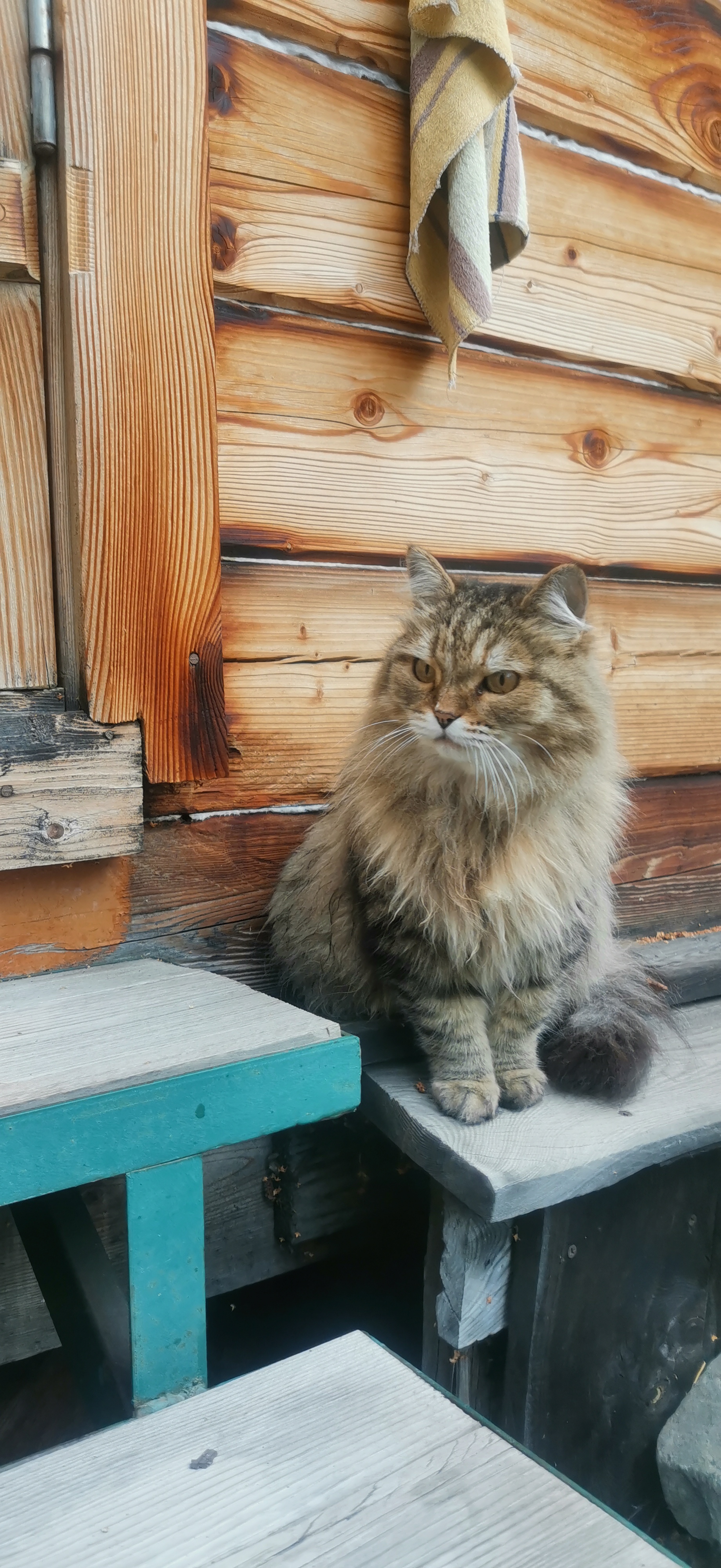 Фото Альбатрос