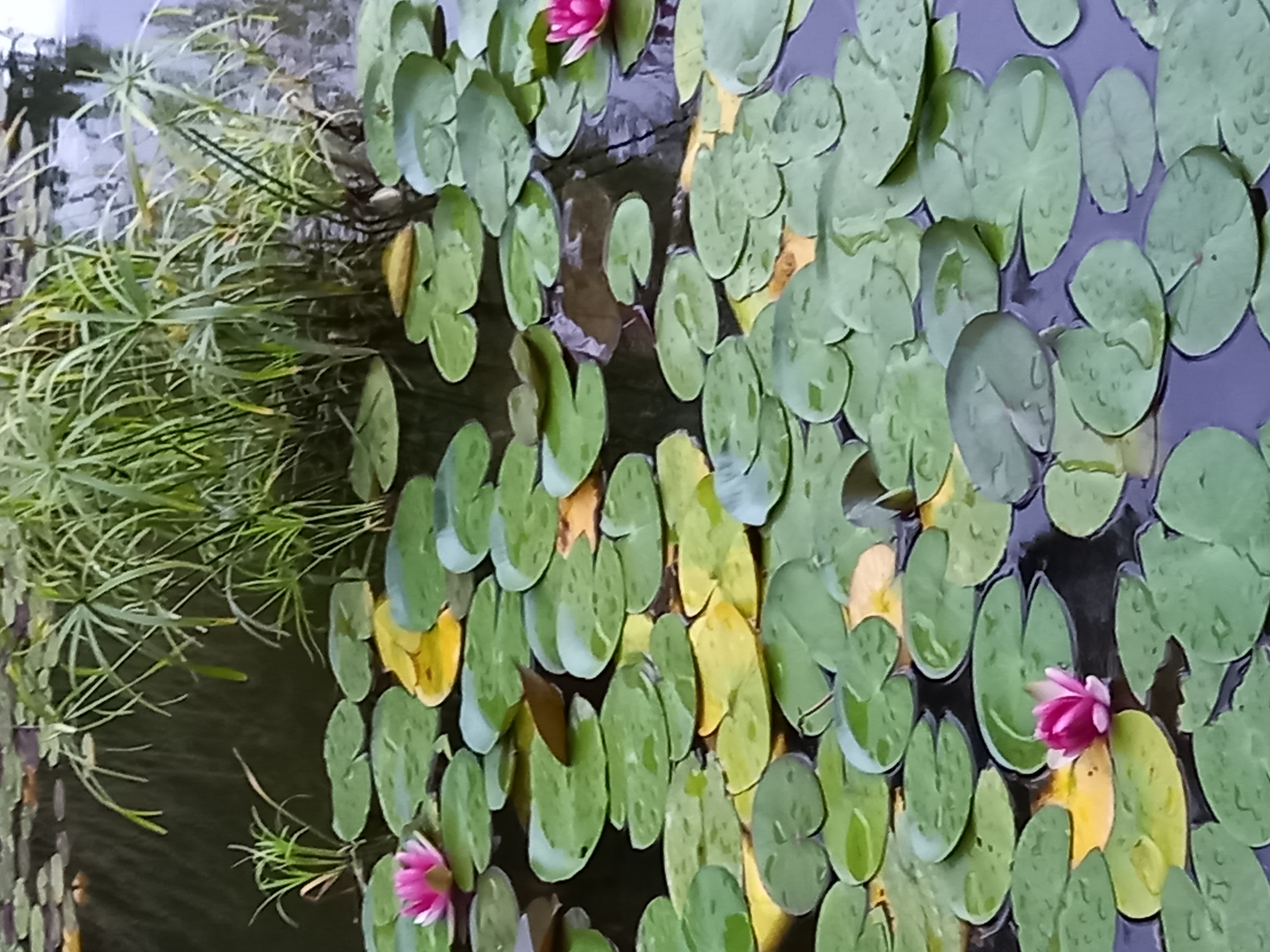 Фото Олимпия