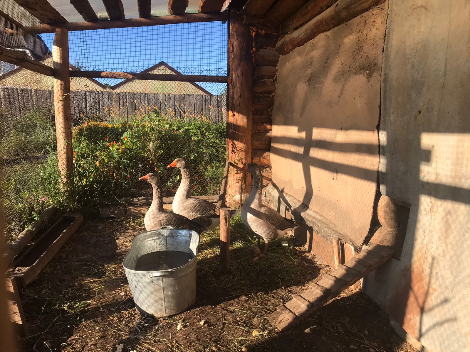 Фото Мариинские избы